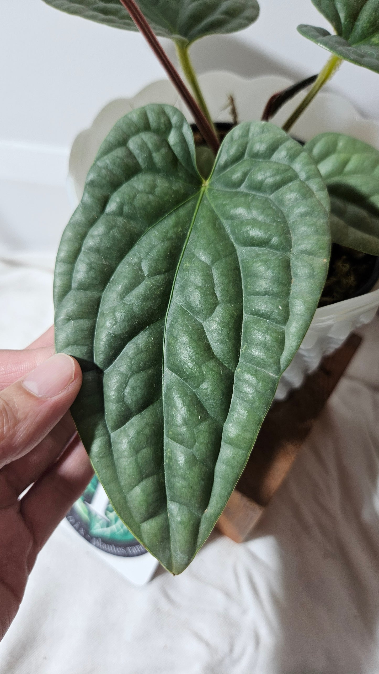 Anthurium Luxurian Super Platinum "format MOYEN" (ANT-170)