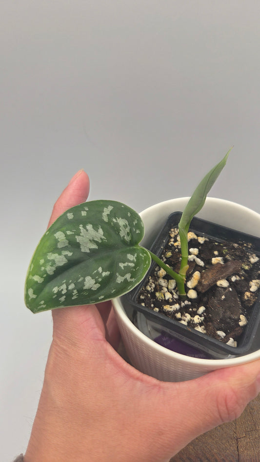 Scindapsus Exotica Batik (SCI-1465)