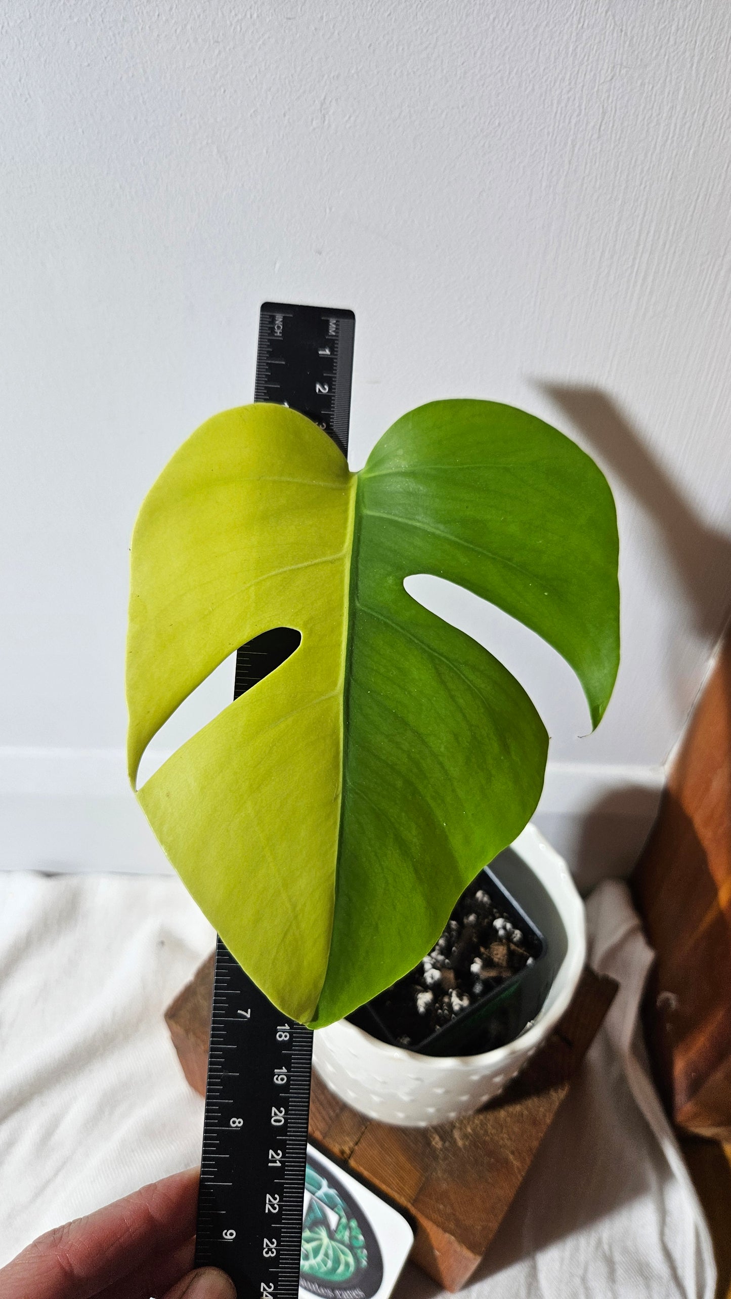 Monstera Aurea "half&half"(MON-413)