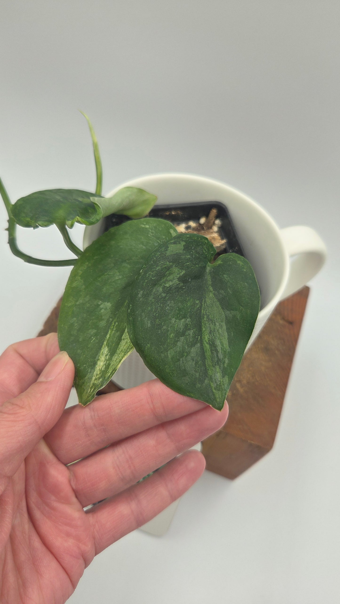 Scindapsus Dark Splash Variegata (SCI-758)