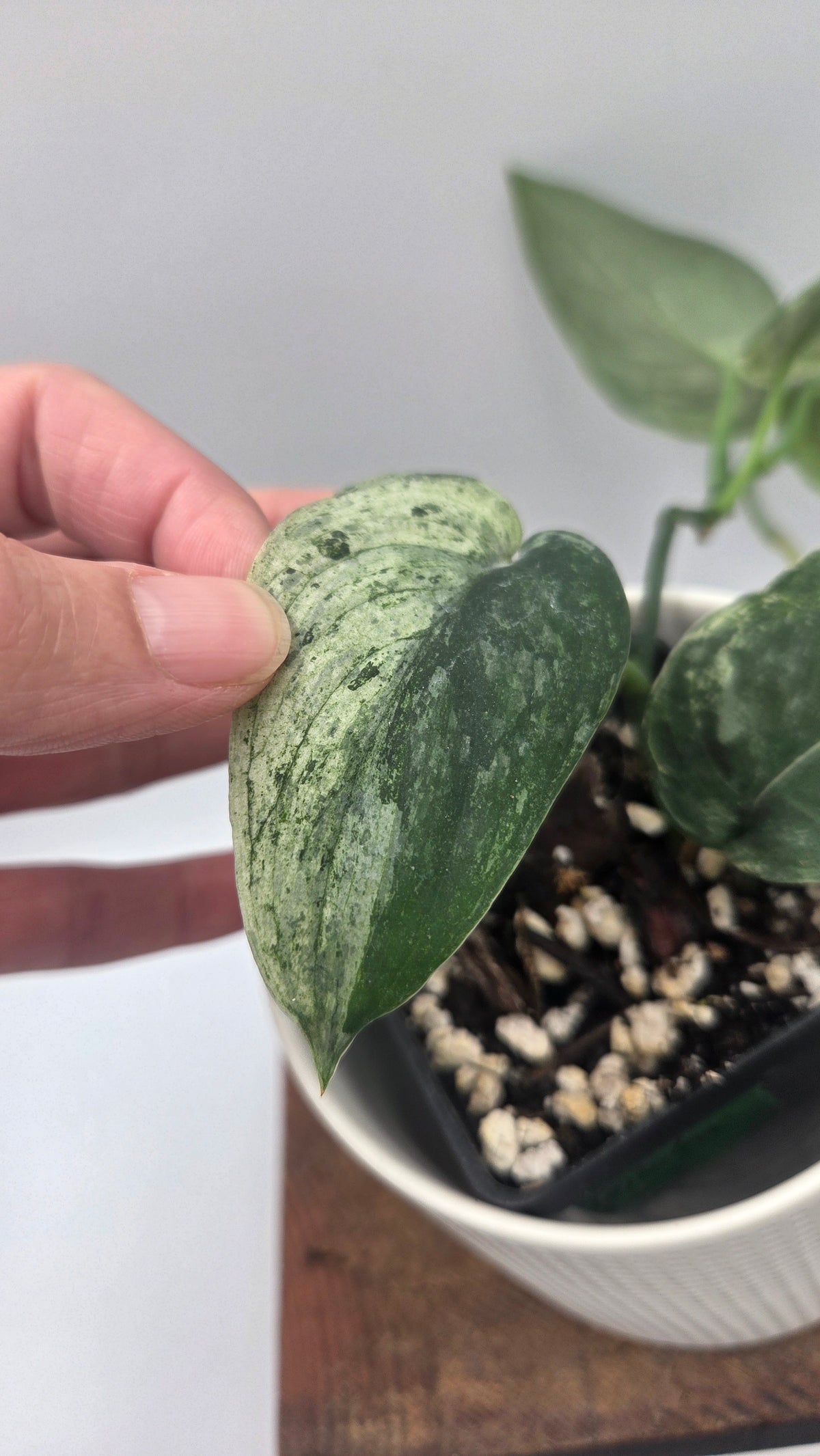 Scindapsus Silver Splash Tricolore (SCI-1521)