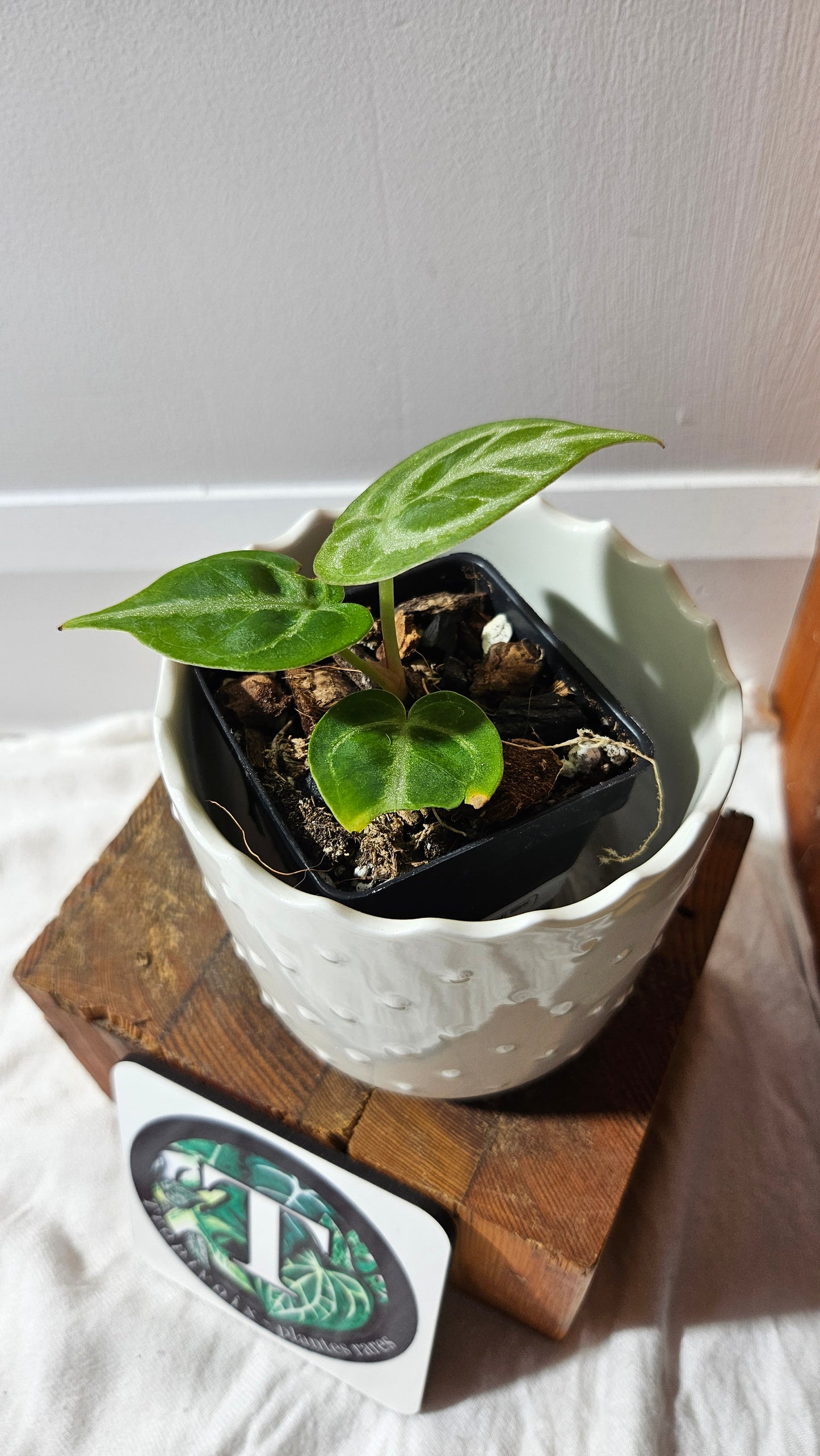 Anthurium Dorayaki Silver "format PETIT"( ANT-578)