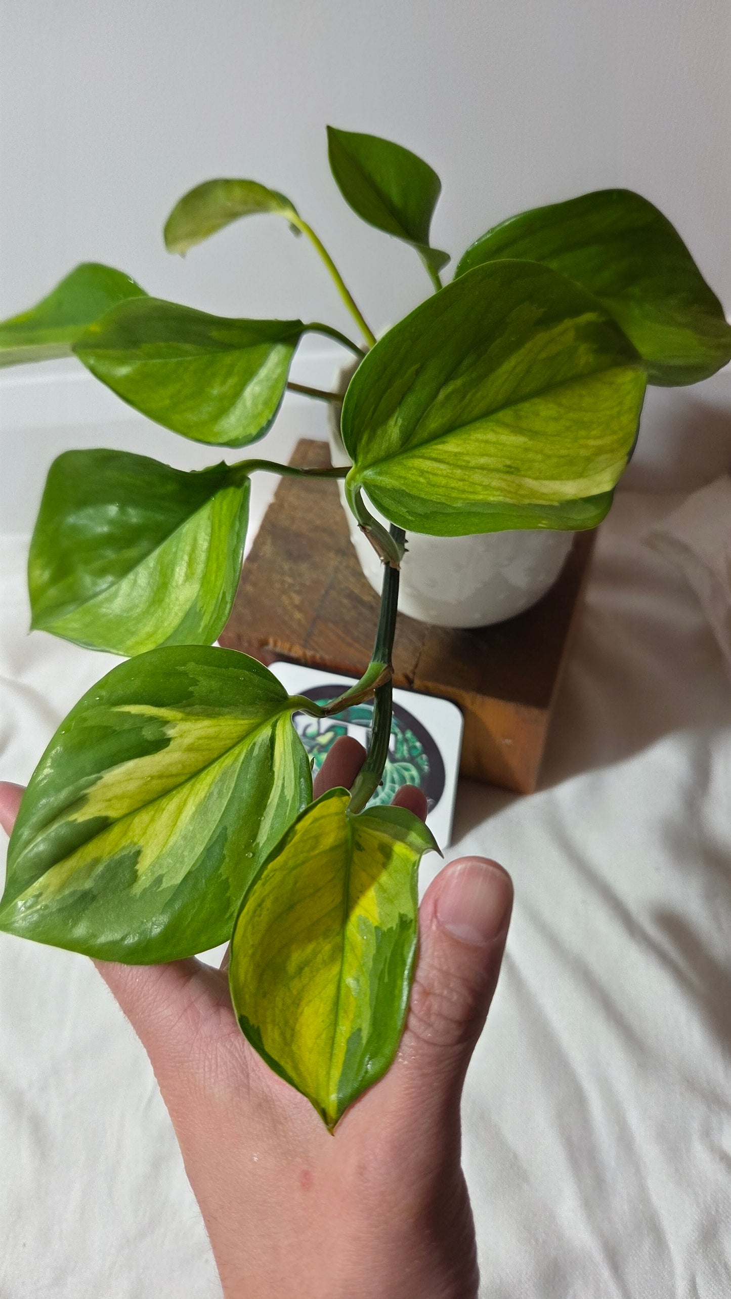 Epipremnum Aureum Manjula yellow/Olivia/Mint (EPI-238)