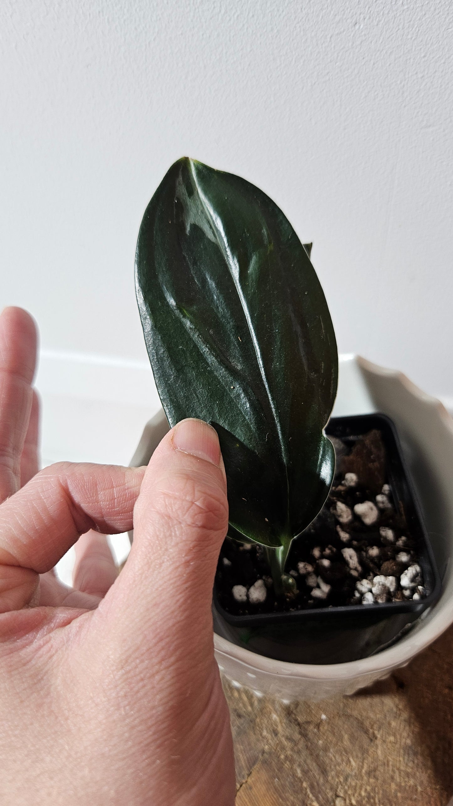 Scindapsus Treubii Dark Form silver (SCI-1012)