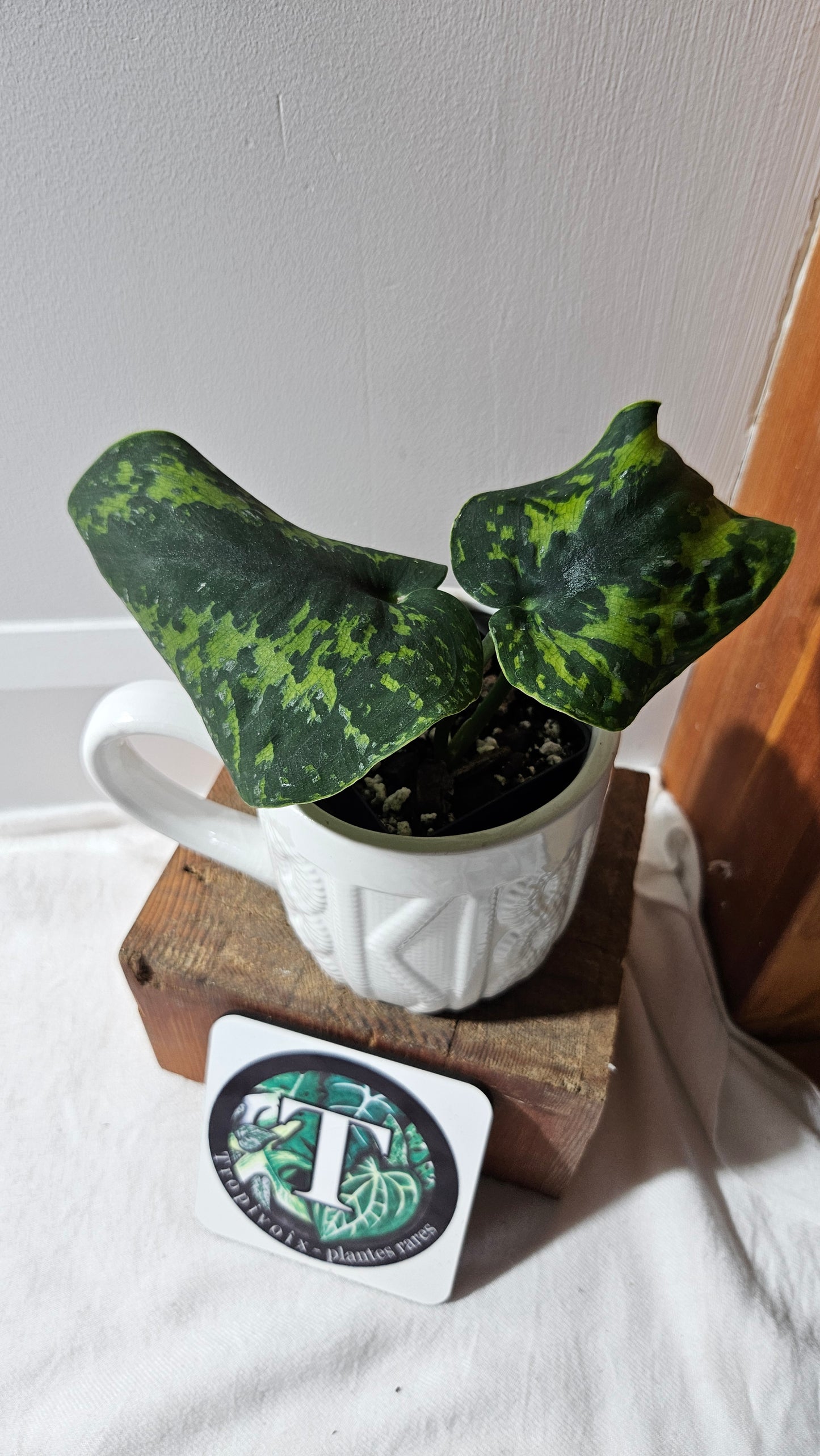 Scindapsus Macan (SCI-1111)