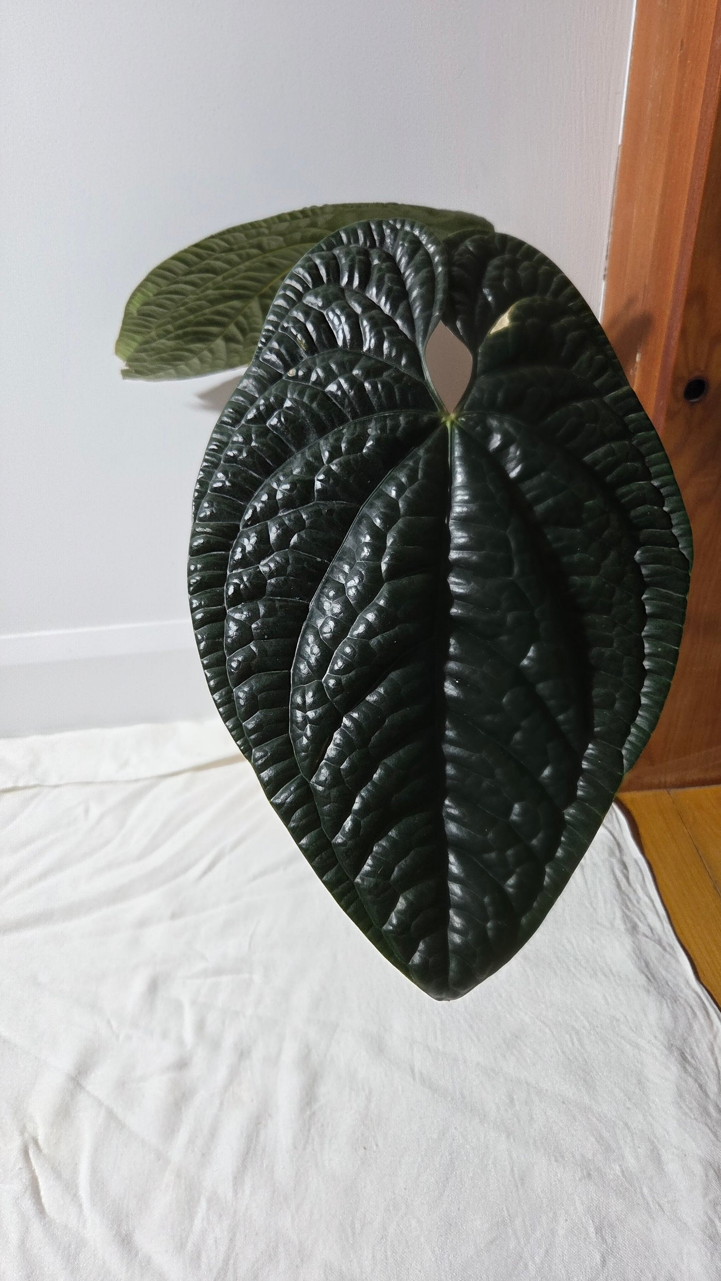 Anthurium Luxurians Dark  "format XLARGE" (ANT-644)