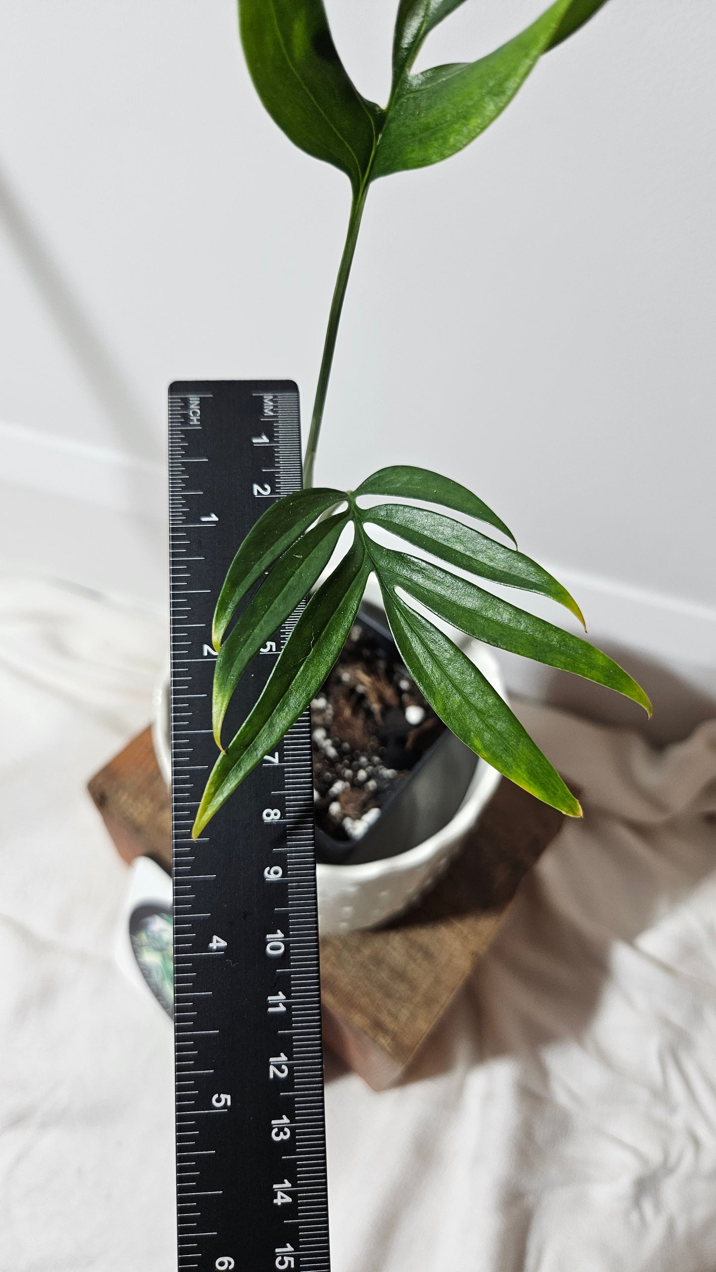 Monstera Subpinnata (MON-202)