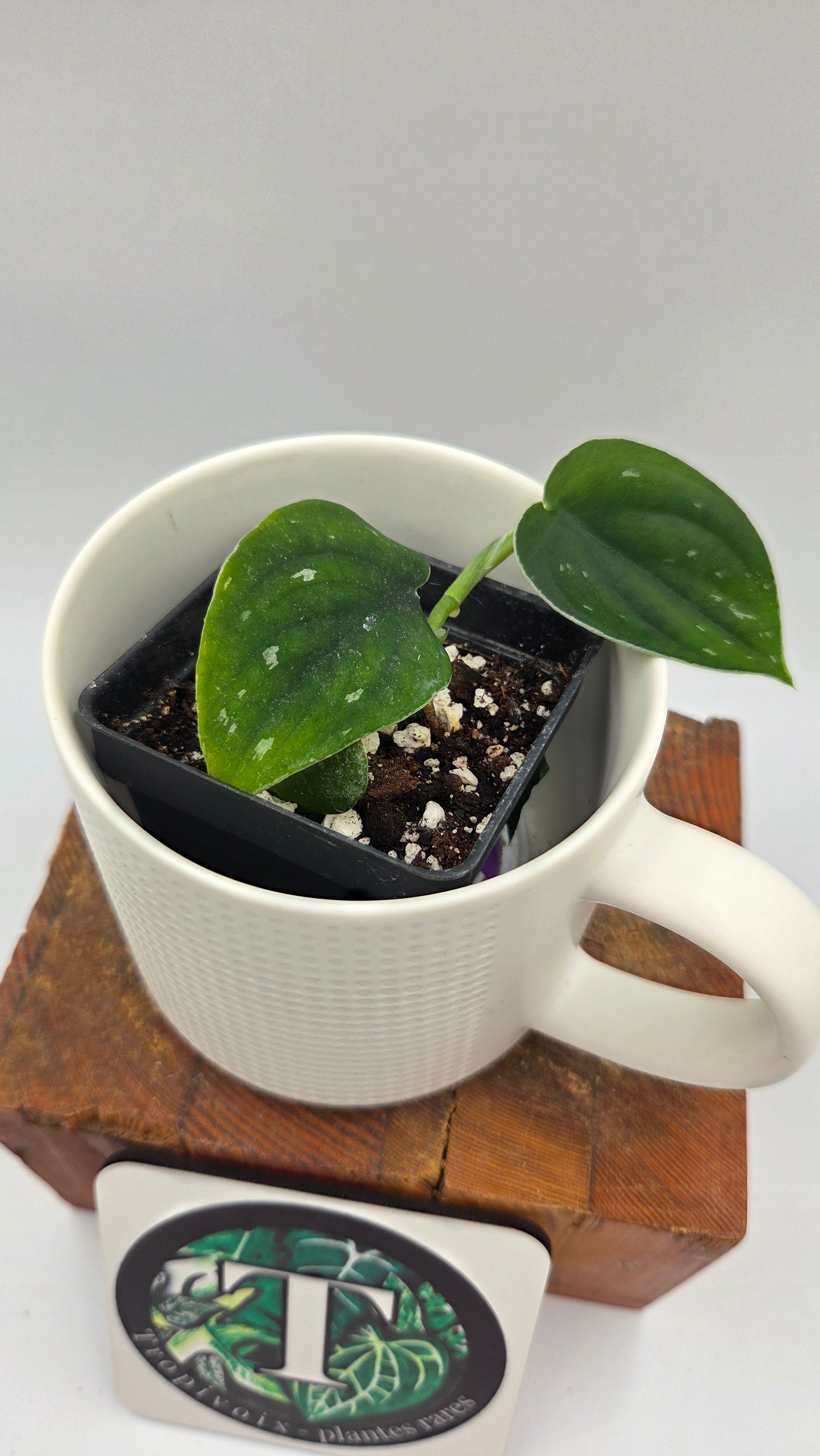 Scindapsus Black SP Bornéo (SCI-1443)