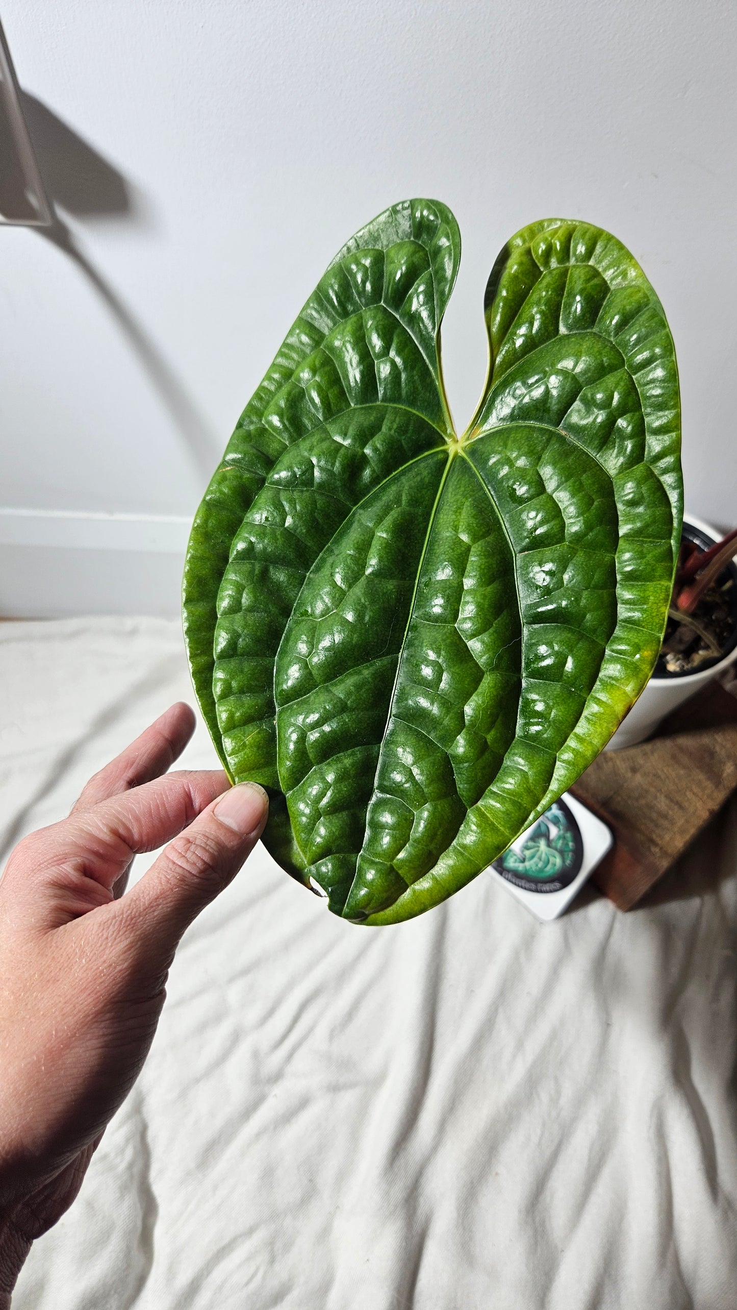 Anthurium Luxurian Velvet Special "format LARGE" (ANT-131)