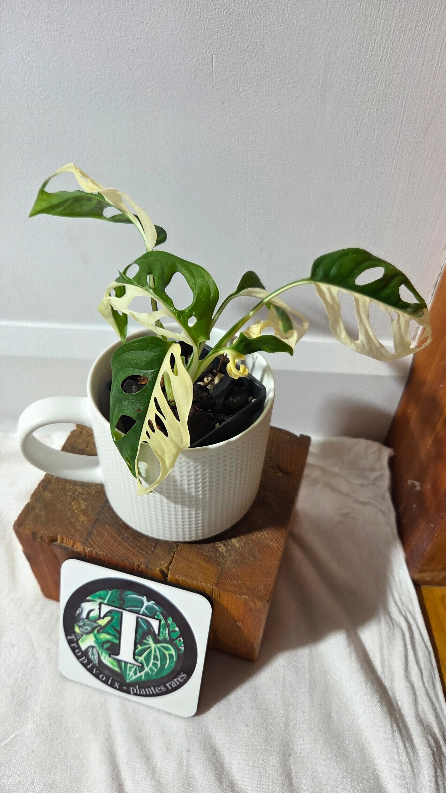 Monstera Andasonii Albo/ Génétique Half&Half (MON-507)