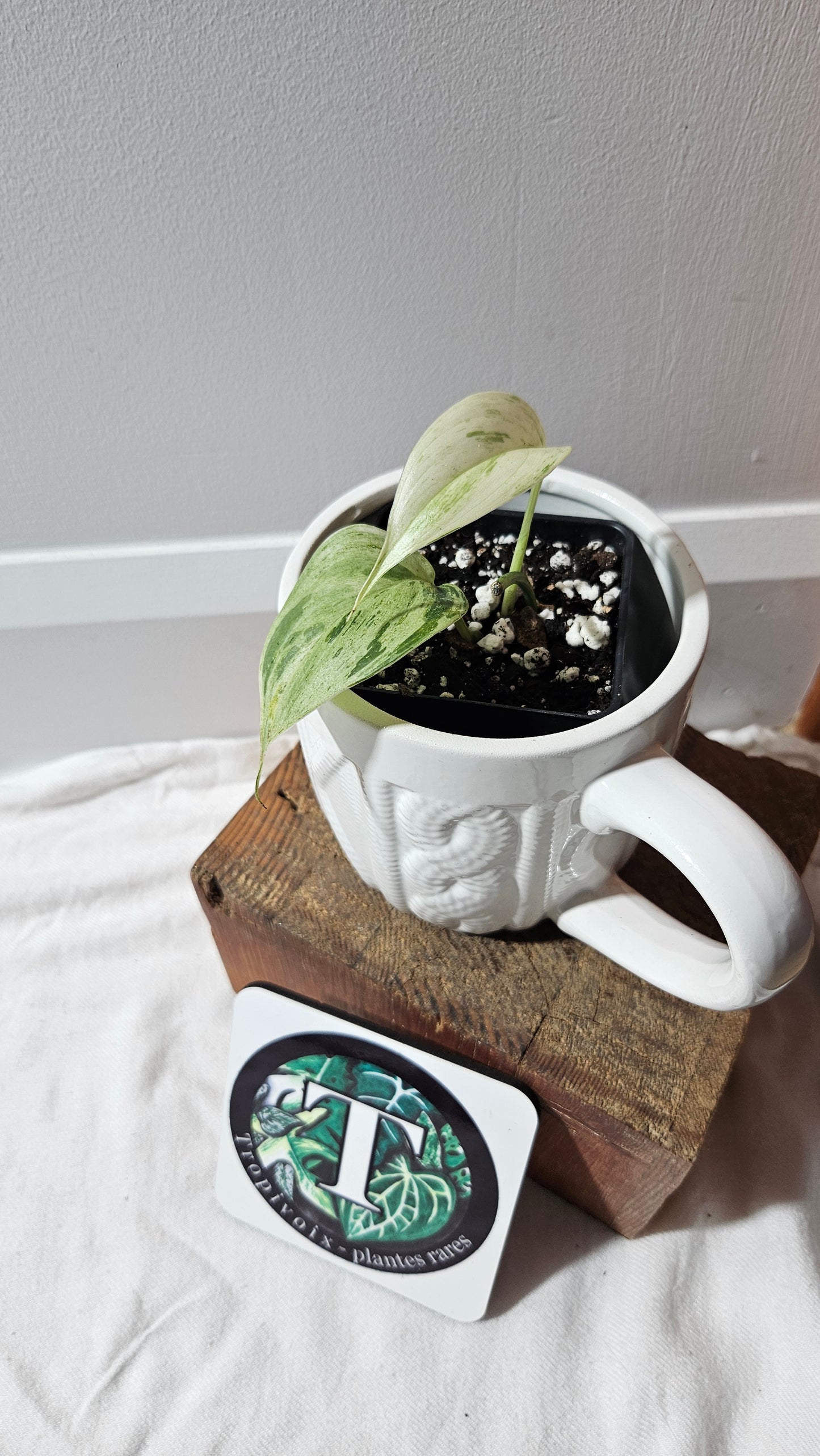 Scindapsus Blue Salaka (SCI-1163)