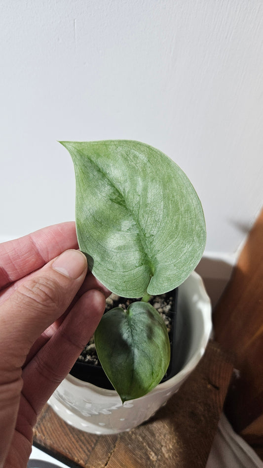 Scindapsus Silver Lava (SCI-1023)