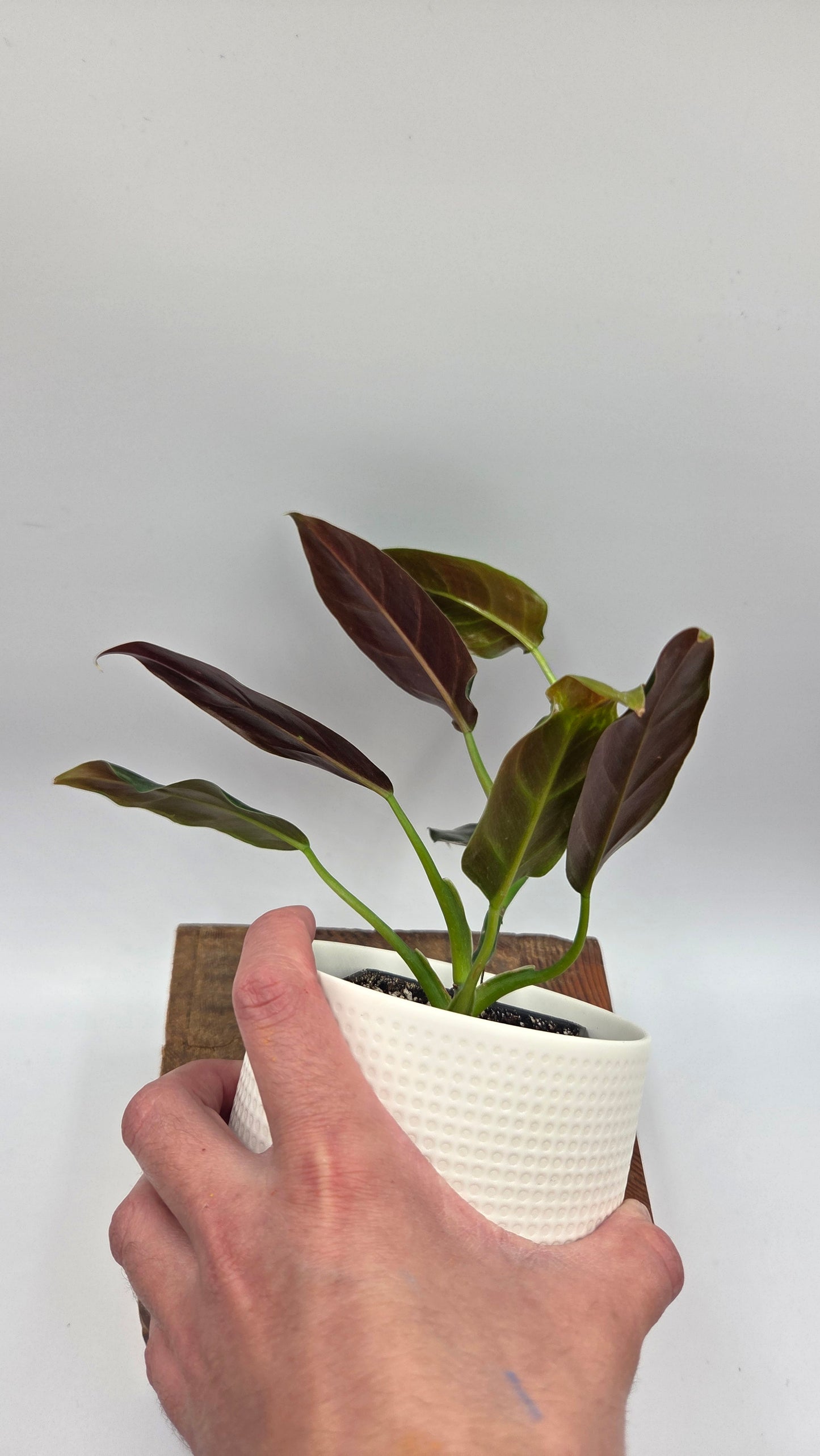 Philodendron Subhastatum Blood (PHI-1028)