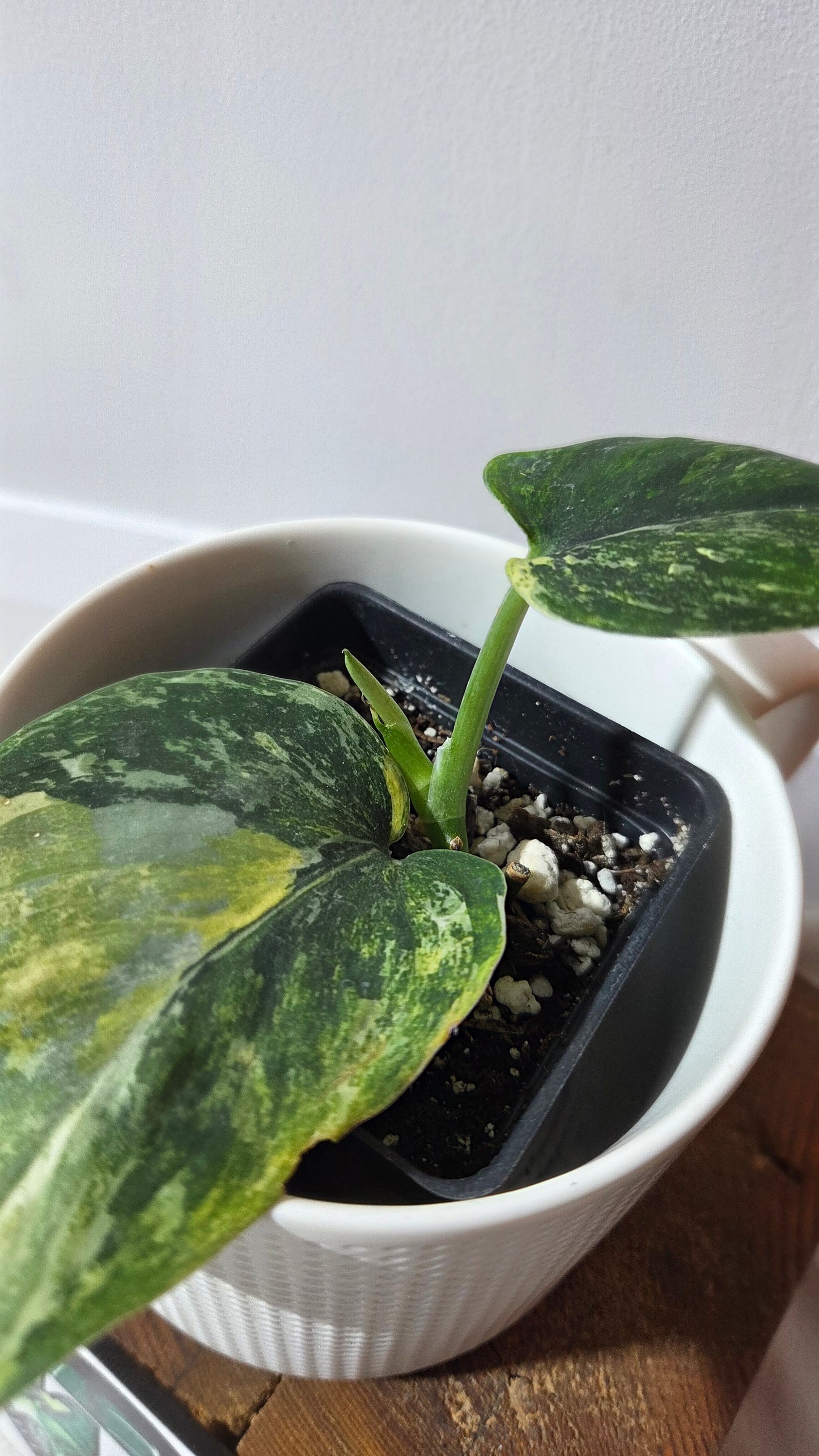 Scindapsus Dark satin Tricolore (SCI-1394)