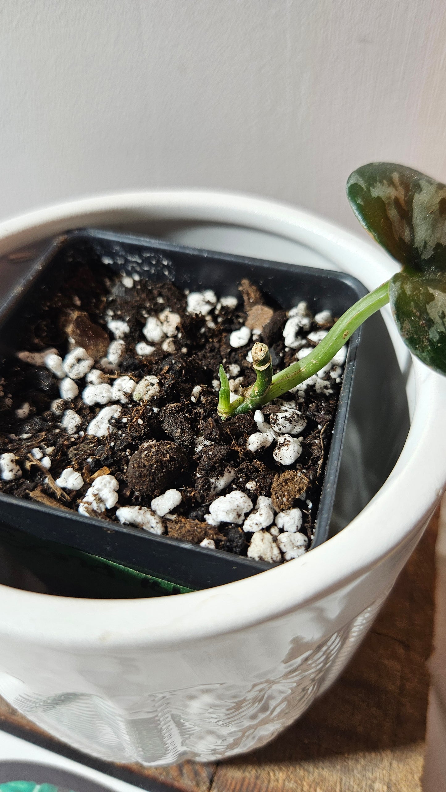 Scindapsus Black Exotica (SCI-1106)