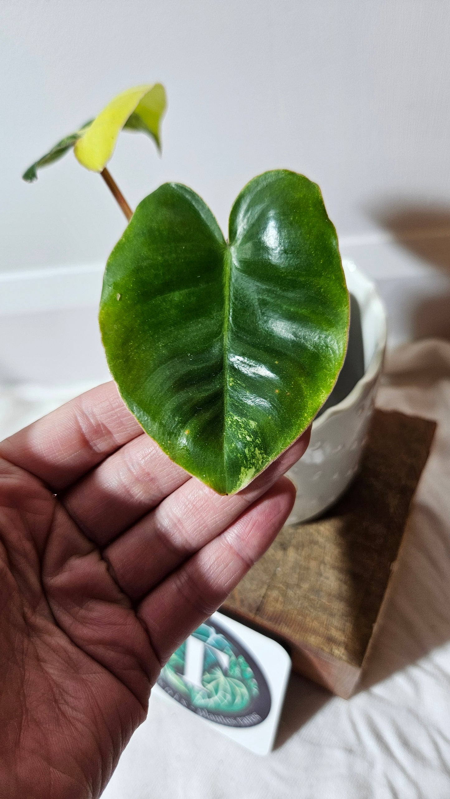 Philodendron Burlemarx Variegata (PHI-570)