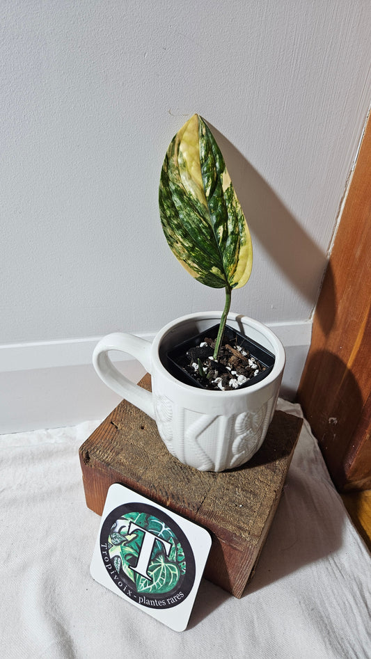 Monstera Karstenianum/Peru Variegata (MON-465)