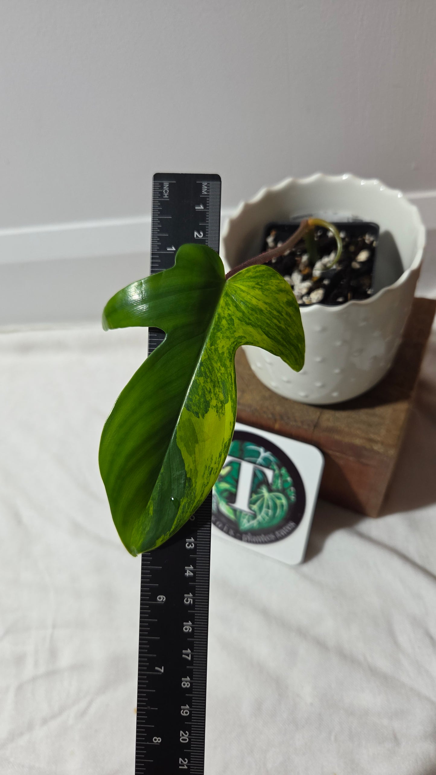 Philodendron Florida Beauty (PHI-964)