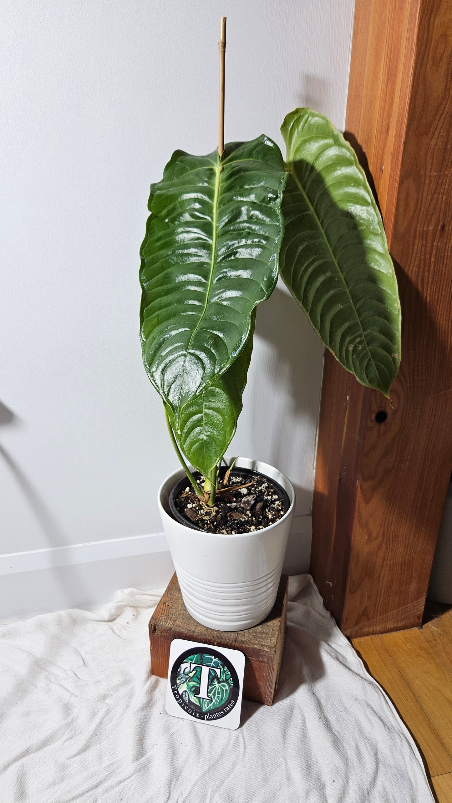 Anthurium Veitchii "format XLARGE" (ANT-132)