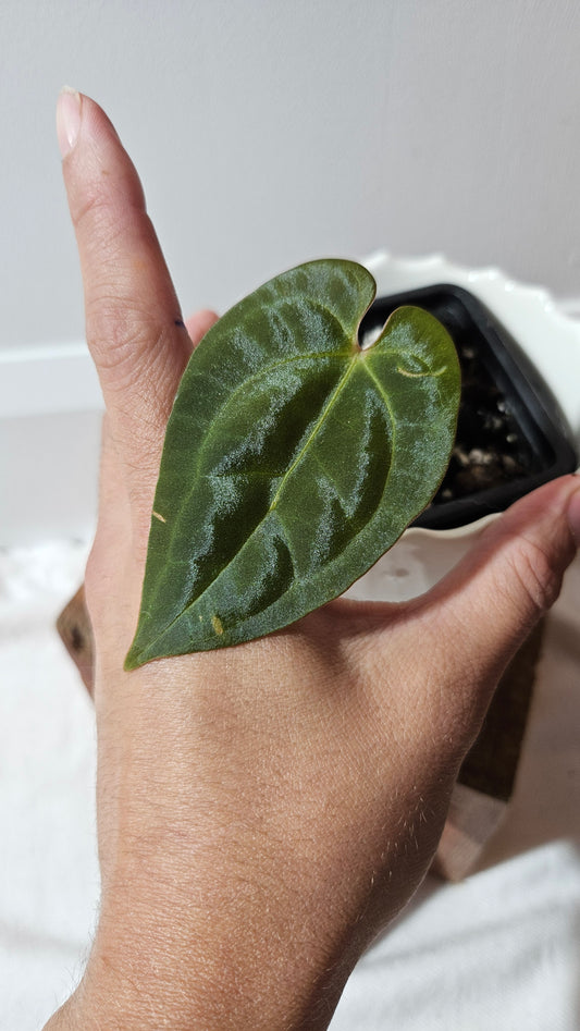 Anthurium  Papillilaminum (d'équateur) "format PETIT" (ANT-186)