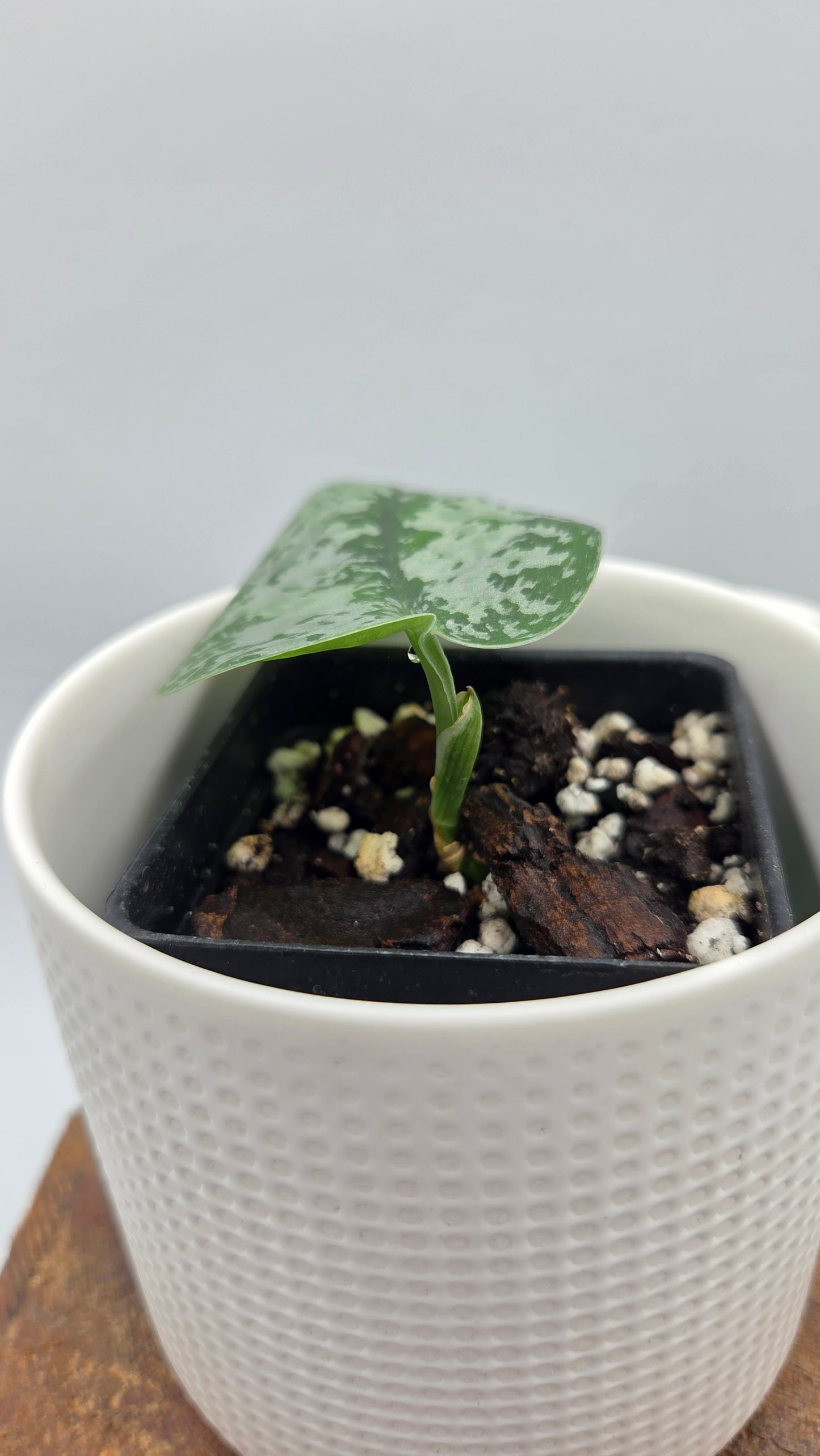 Scindapsus Green Splash (SCI-1440)