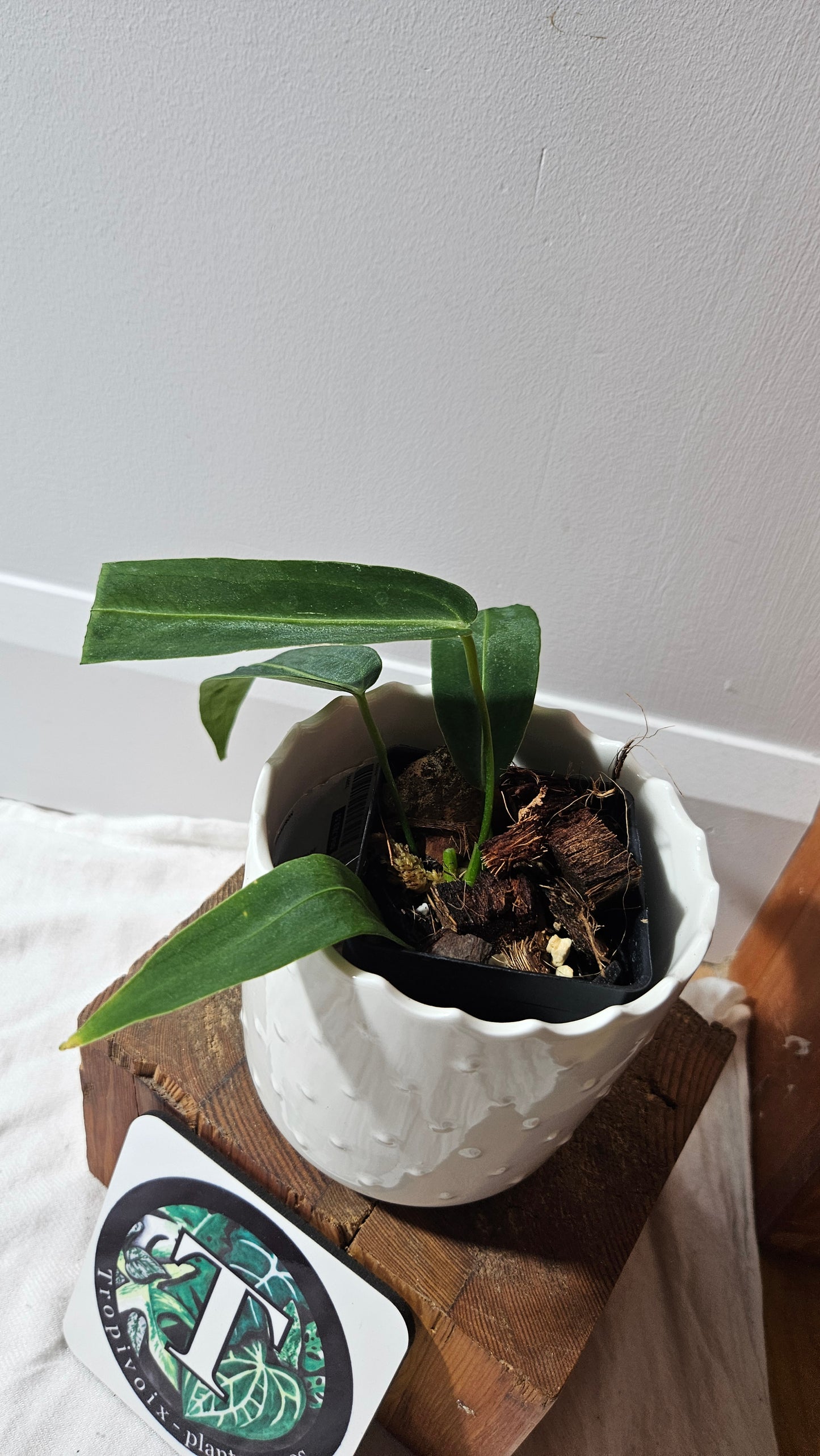 Anthurium Warocqueanum Dark "format MOYEN"(ANT-602)