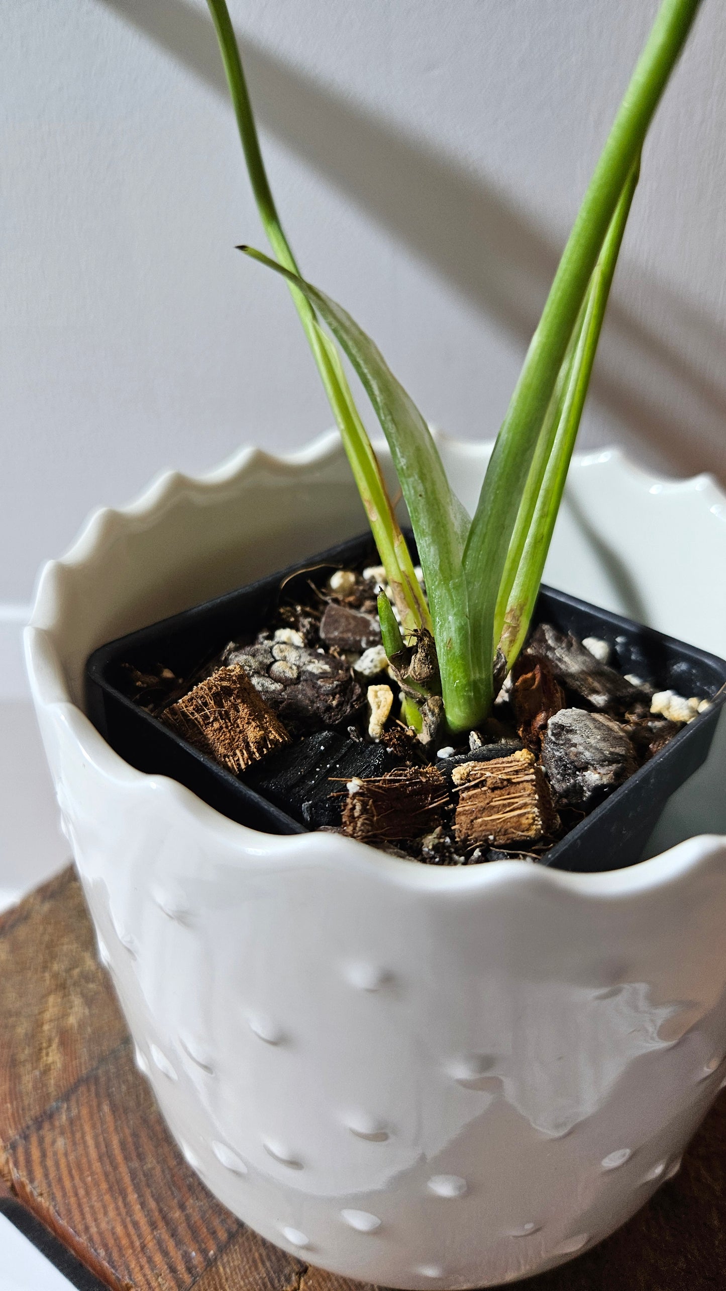 Monstera Andasonii Mint/Indo (MON-421)