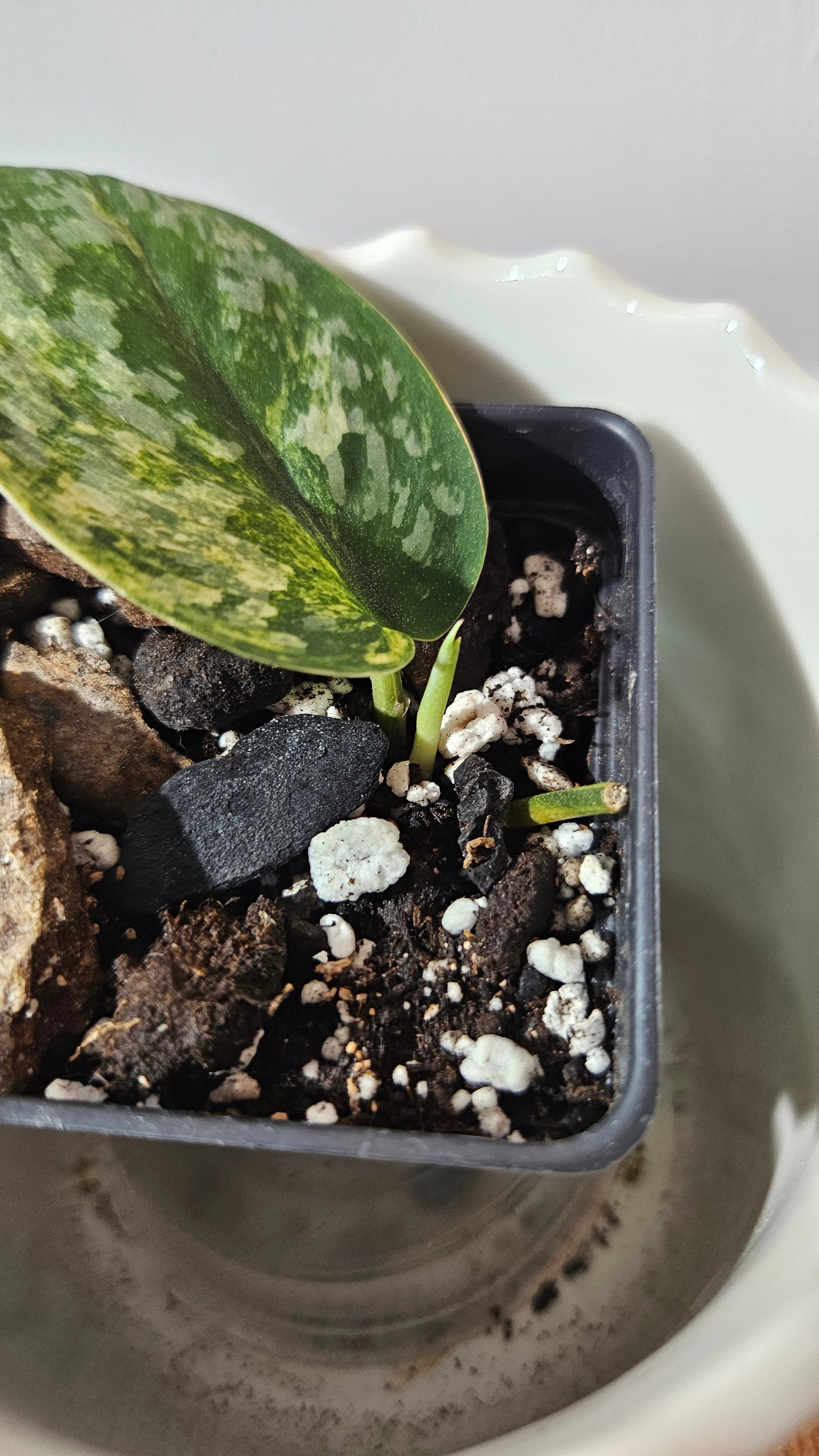 Scindapsus Rajatapura Aurea (SCI-1020)