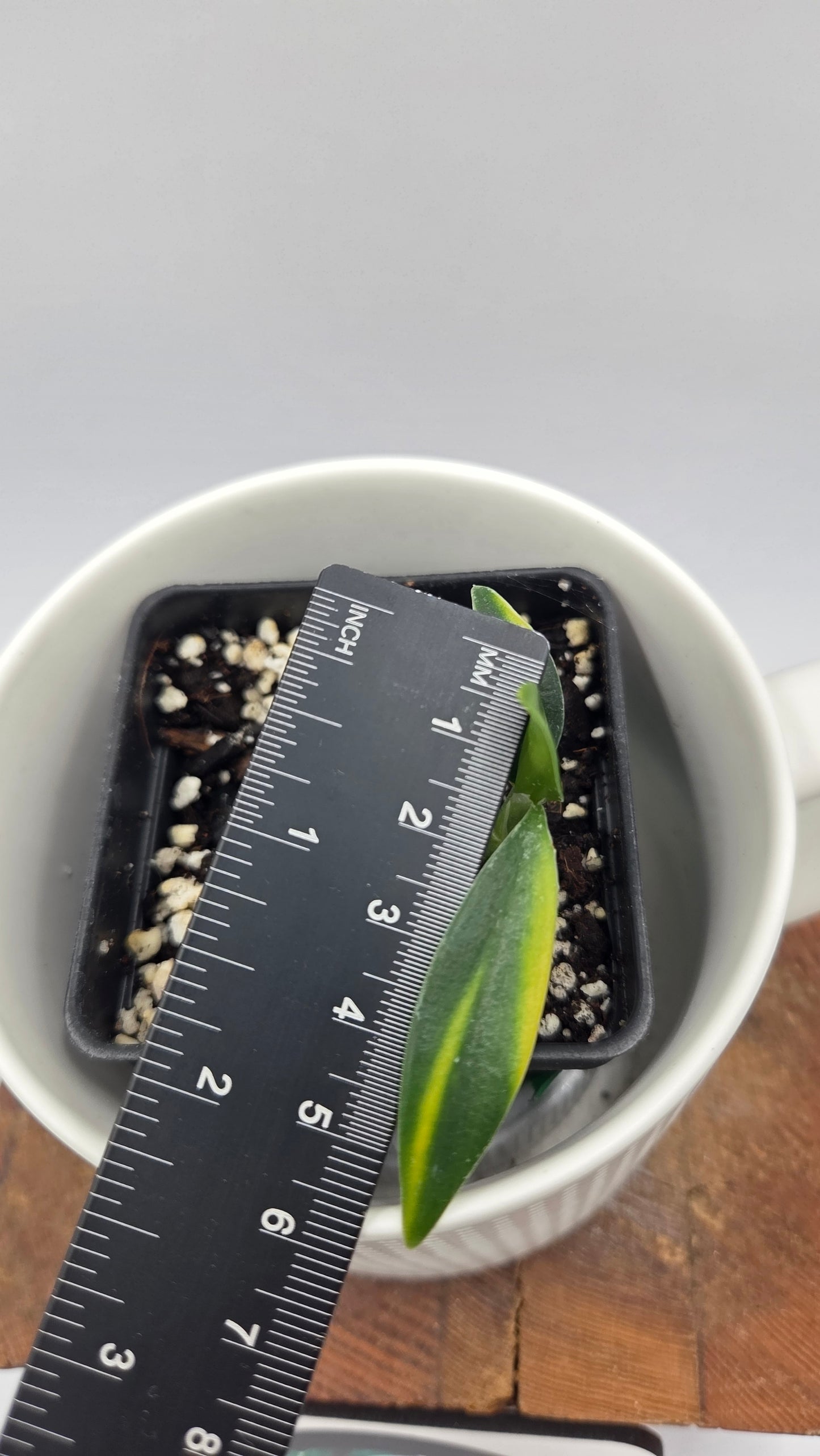 Scindapsus Coriaceus Aurea (SCI-1445)