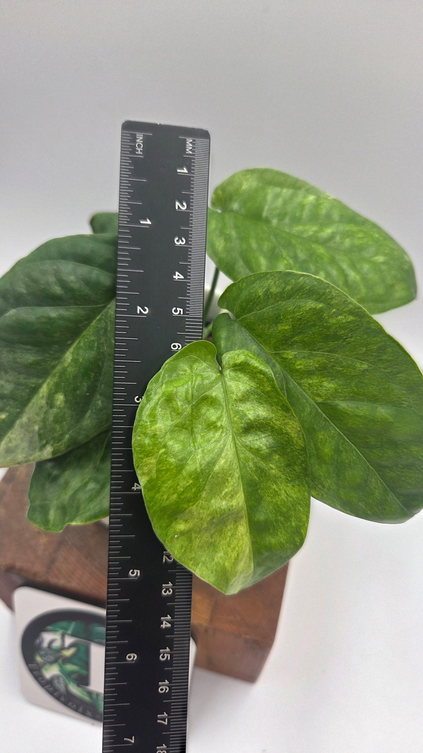 Amydrium Medium Mint (AMY-030)