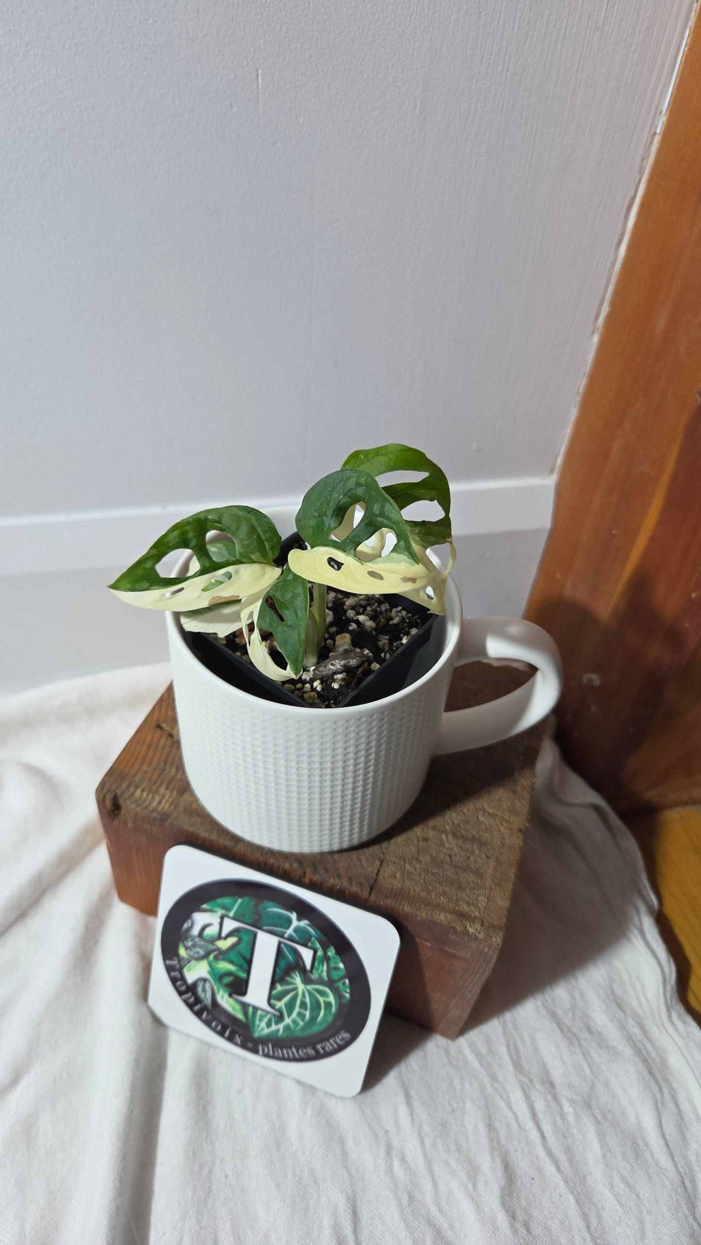 Monstera Andasonii Tricolore (MON-489)