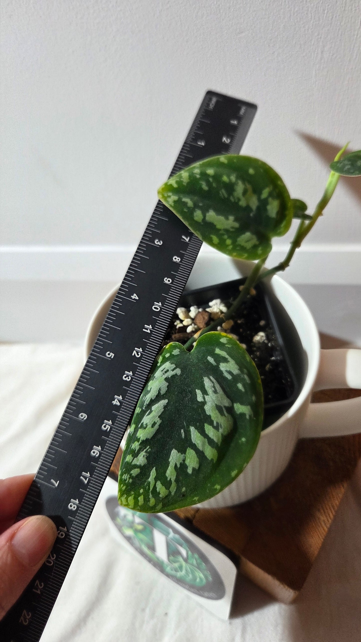 Scindapsus Tricolor Dark Form (SCI-1427)
