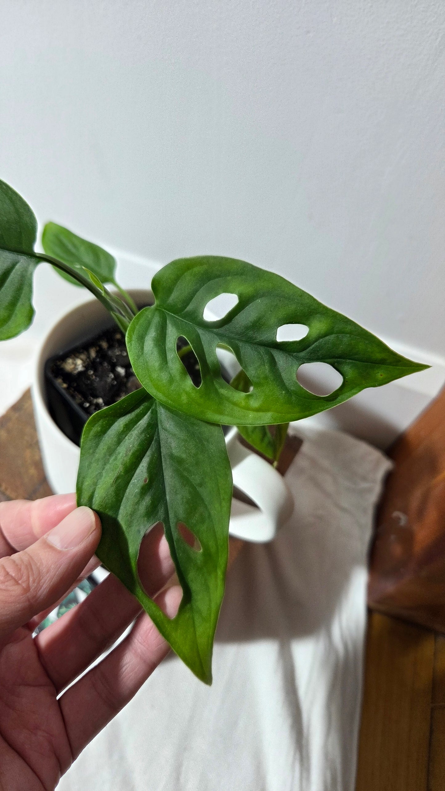 Monstera Obliqua Aff Cuyabeno (MON-300)