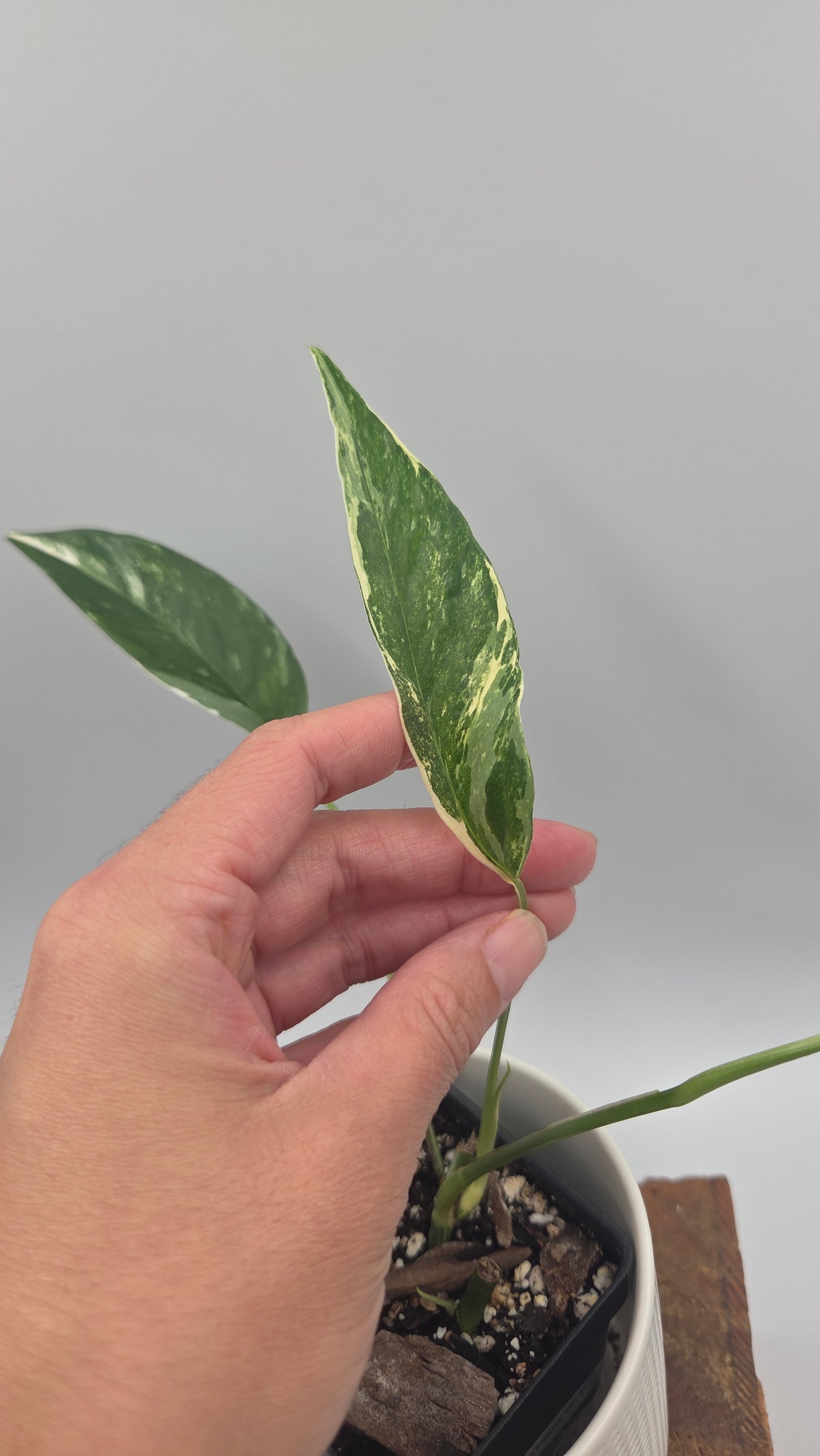 Epipremnum pinnatum Albo (EPI-250)