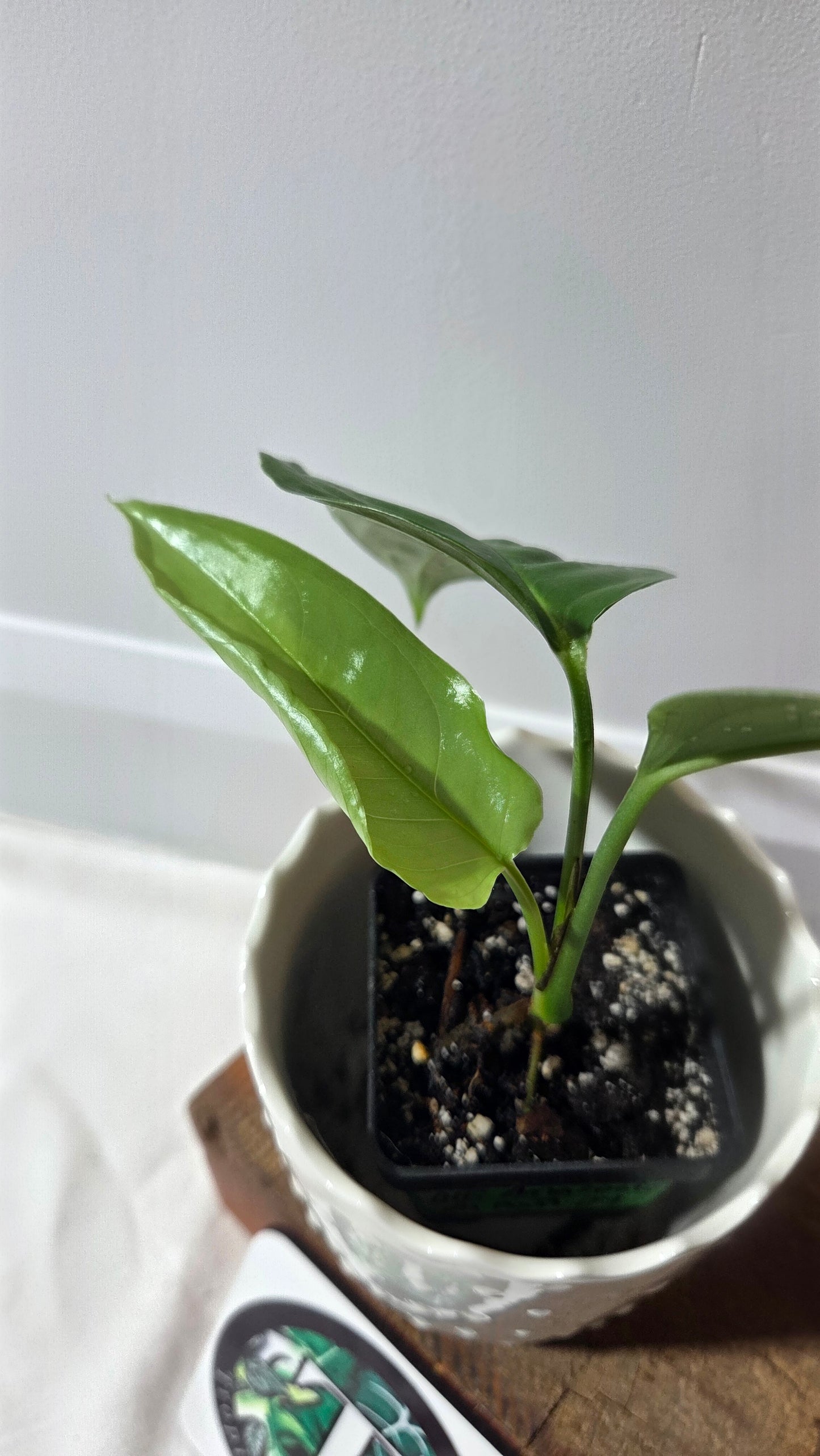 Monstera Obliqua Aff Amazonica (MON-500)