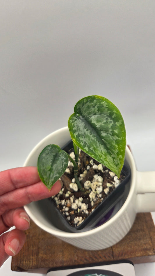 Scindapsus Dark Princess Tricolore (SCI-1473)