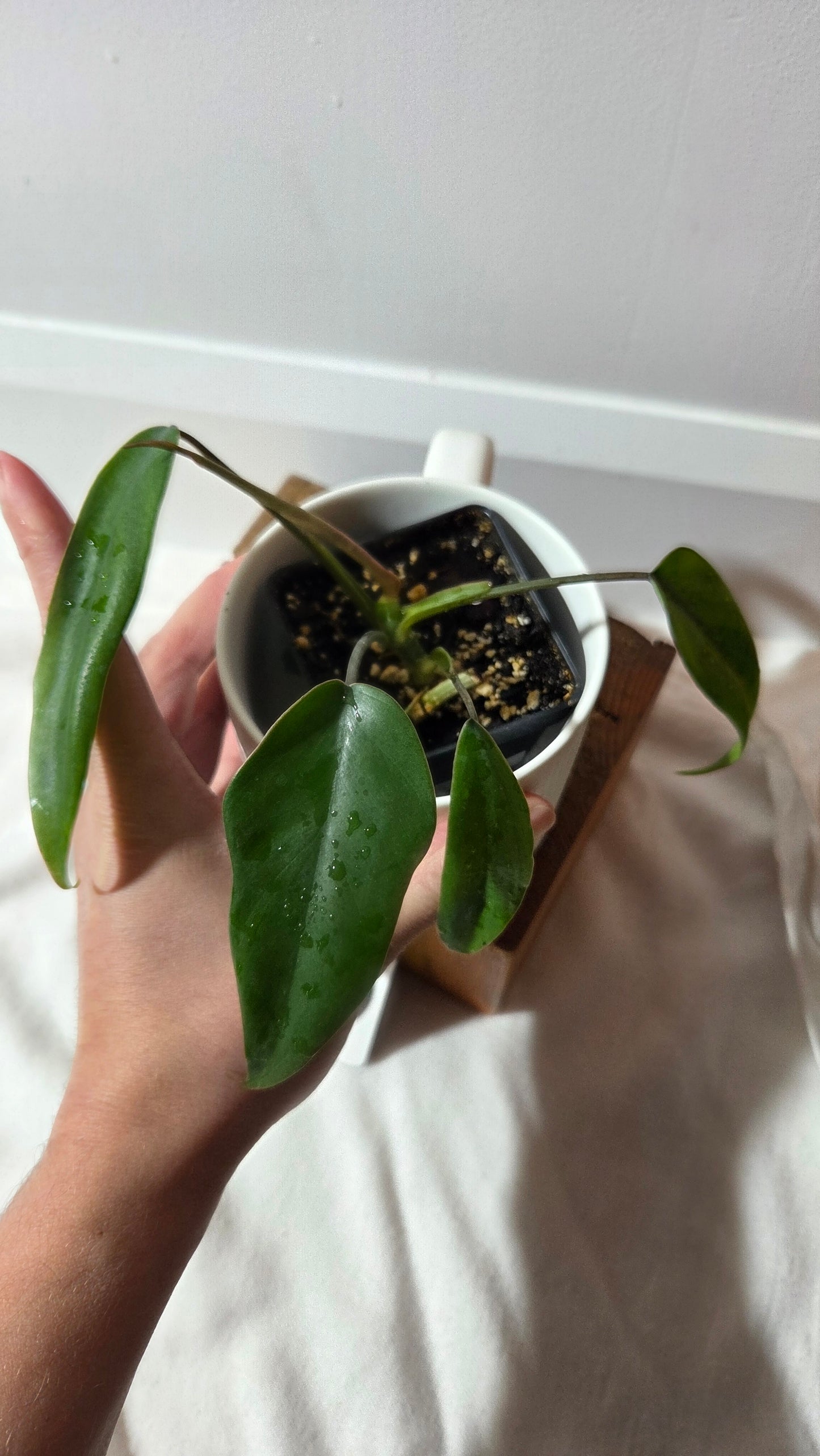 Philodendron Mayoi (PHI-1010)