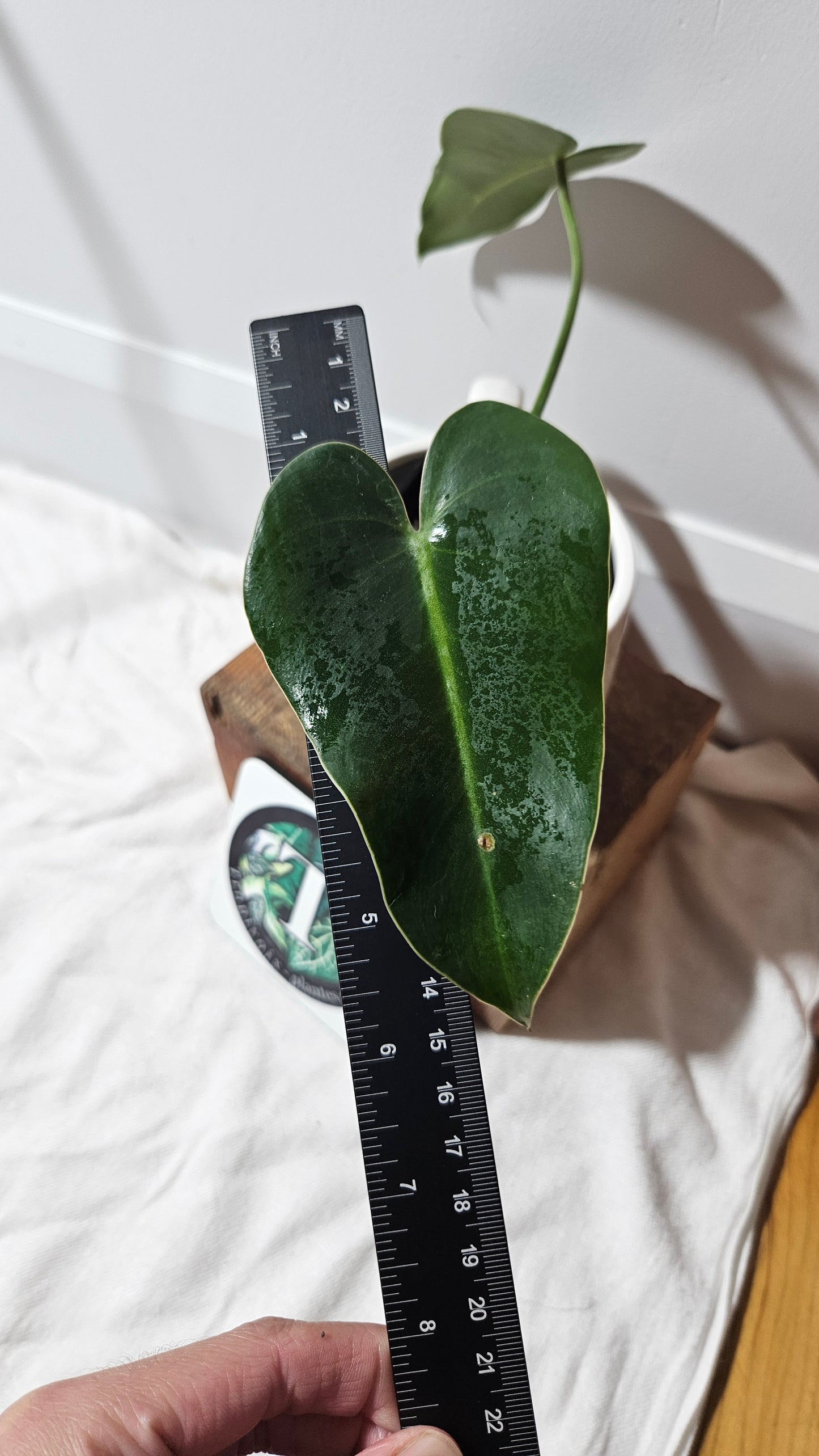 Philodendron Ilsemanii Green (PHI-516)