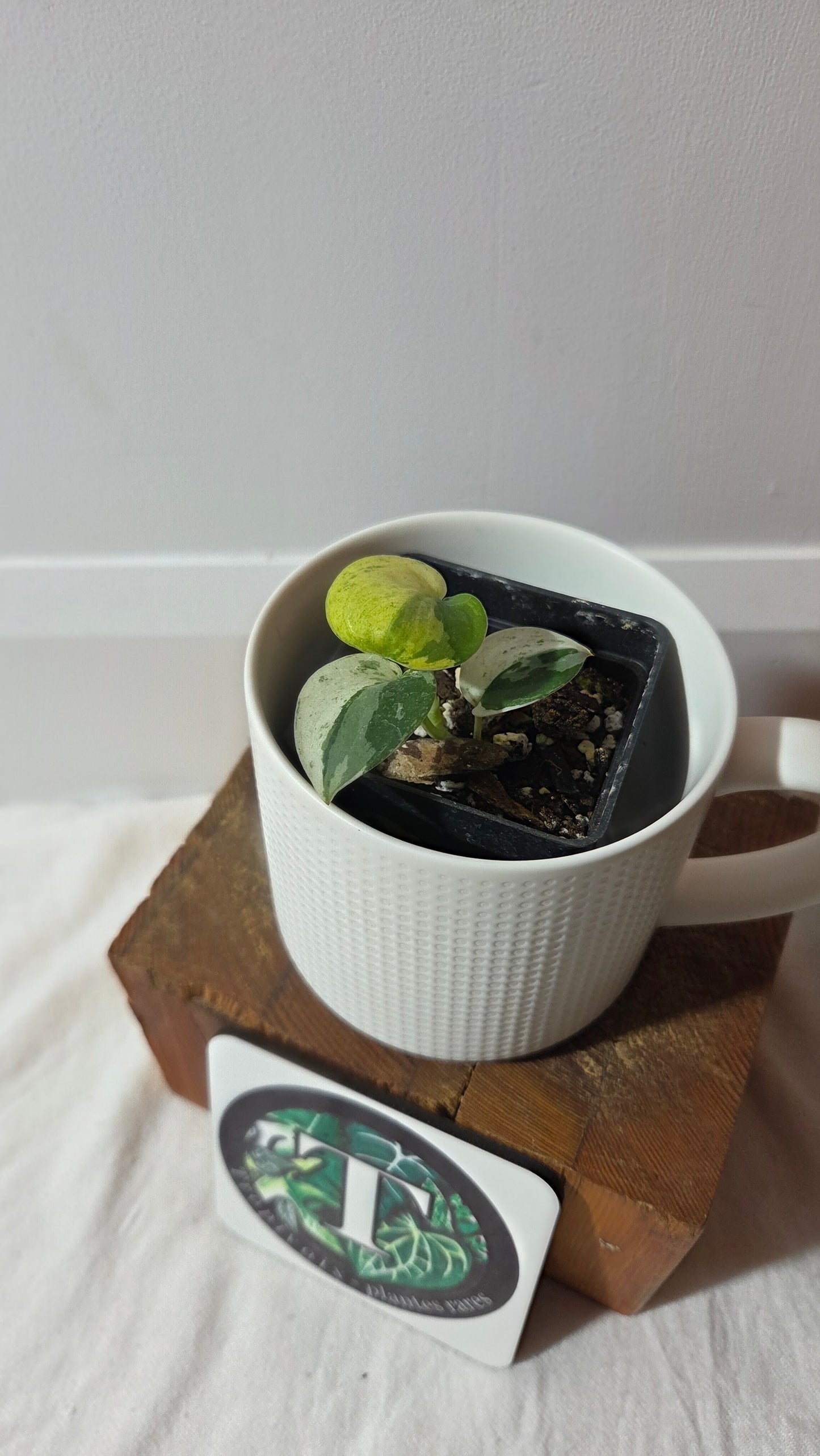 Scindapsus dark Satin Albo (SCI-1420)