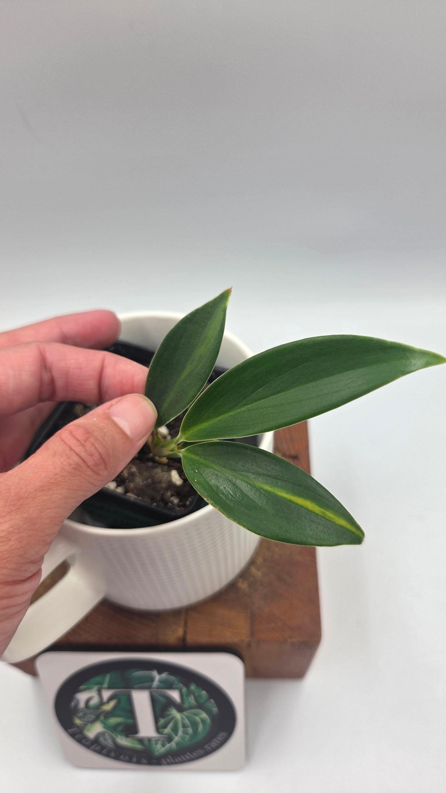 Scindapsus Coriaceus Aurea (SCI-784)