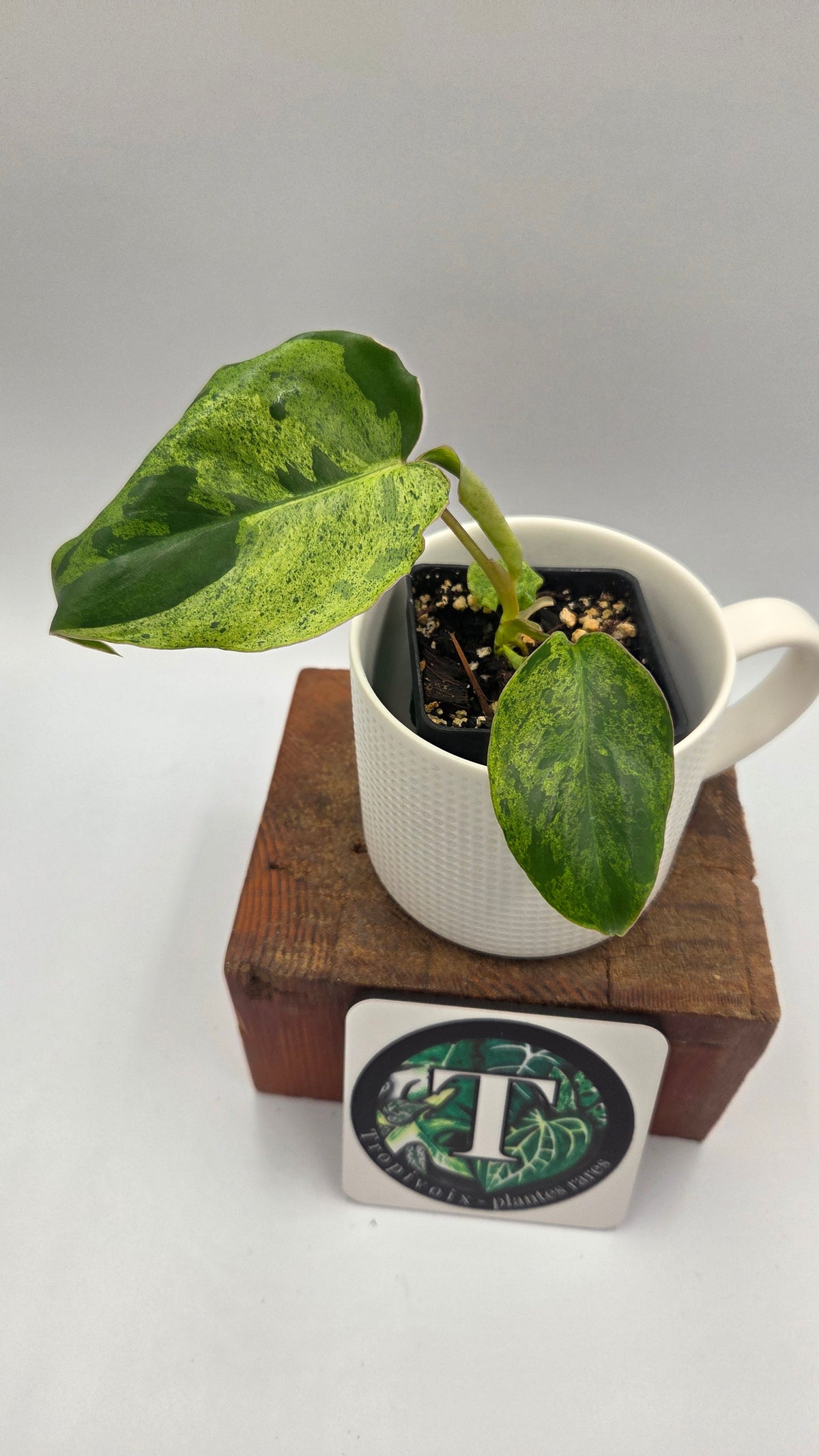 Philodendron BurleMarx Variegata  X Paraiso Verde (PHI-1088)