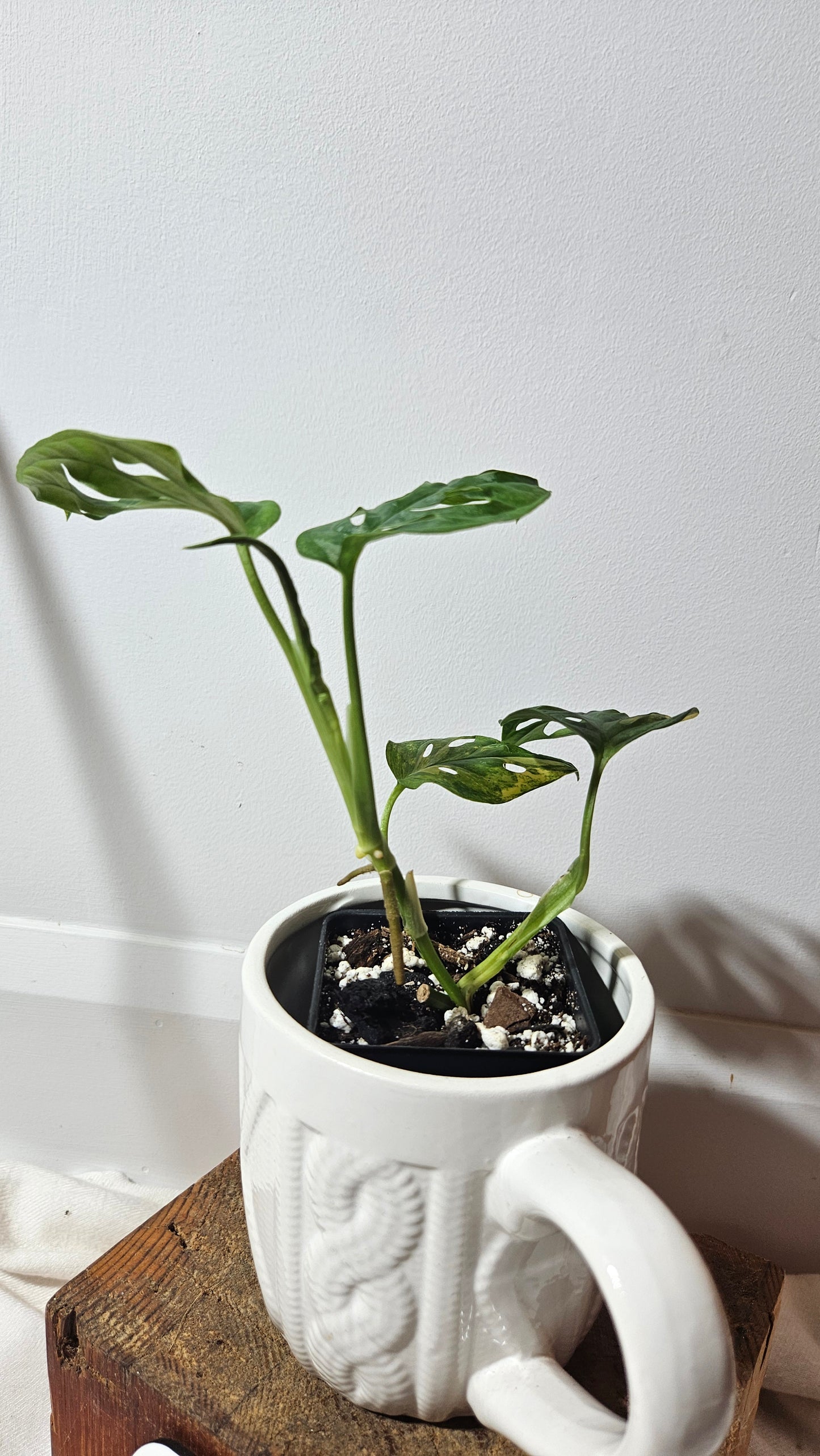 Monstera Andasonii Aurea (MON-218)