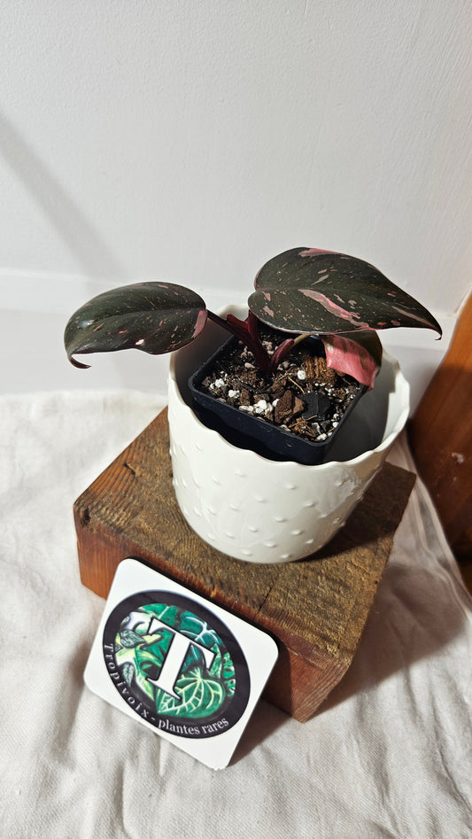Philodendron Black Cherry (PHI-799)