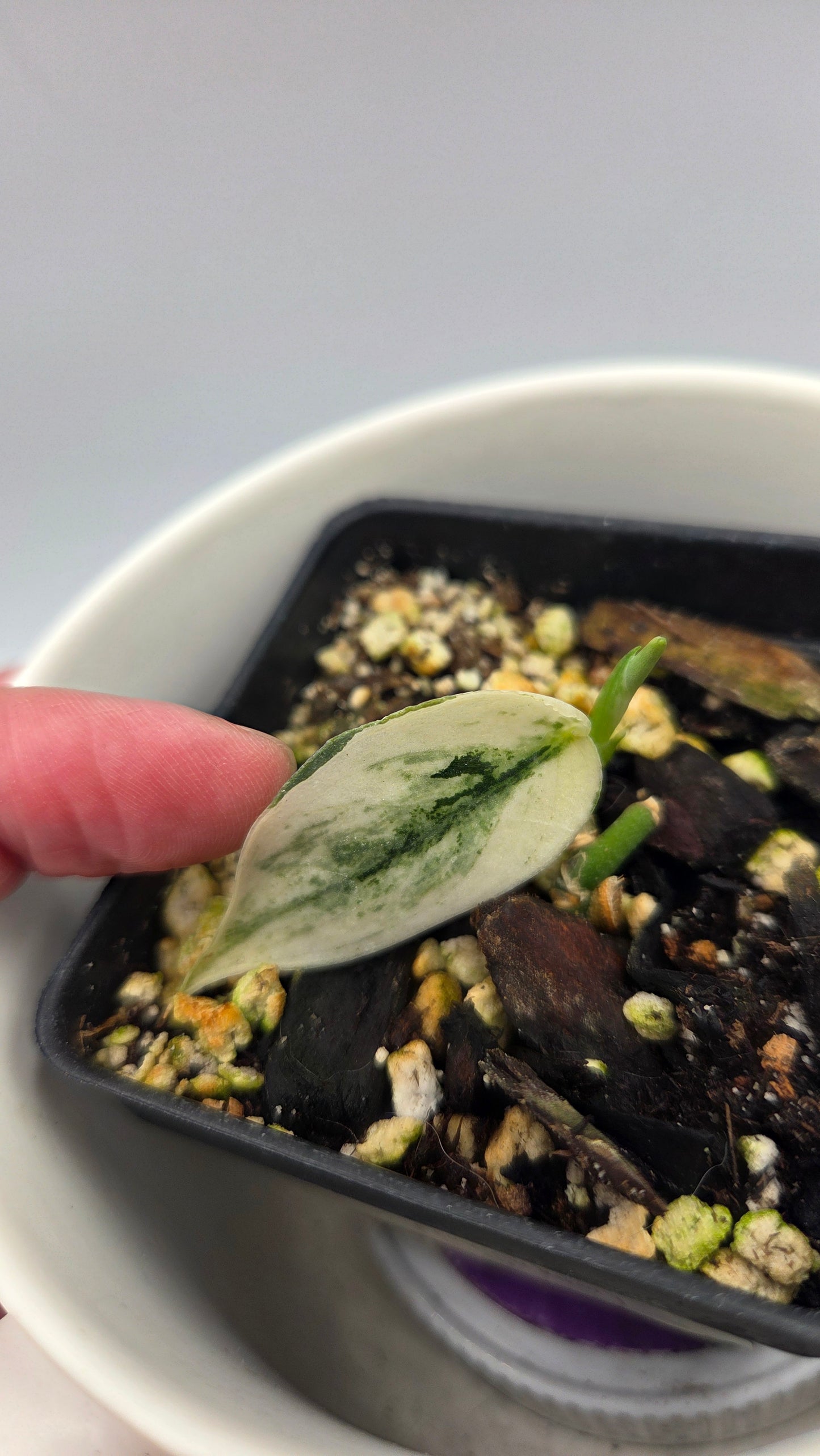 Scindapsus Mayari (SCI-598)