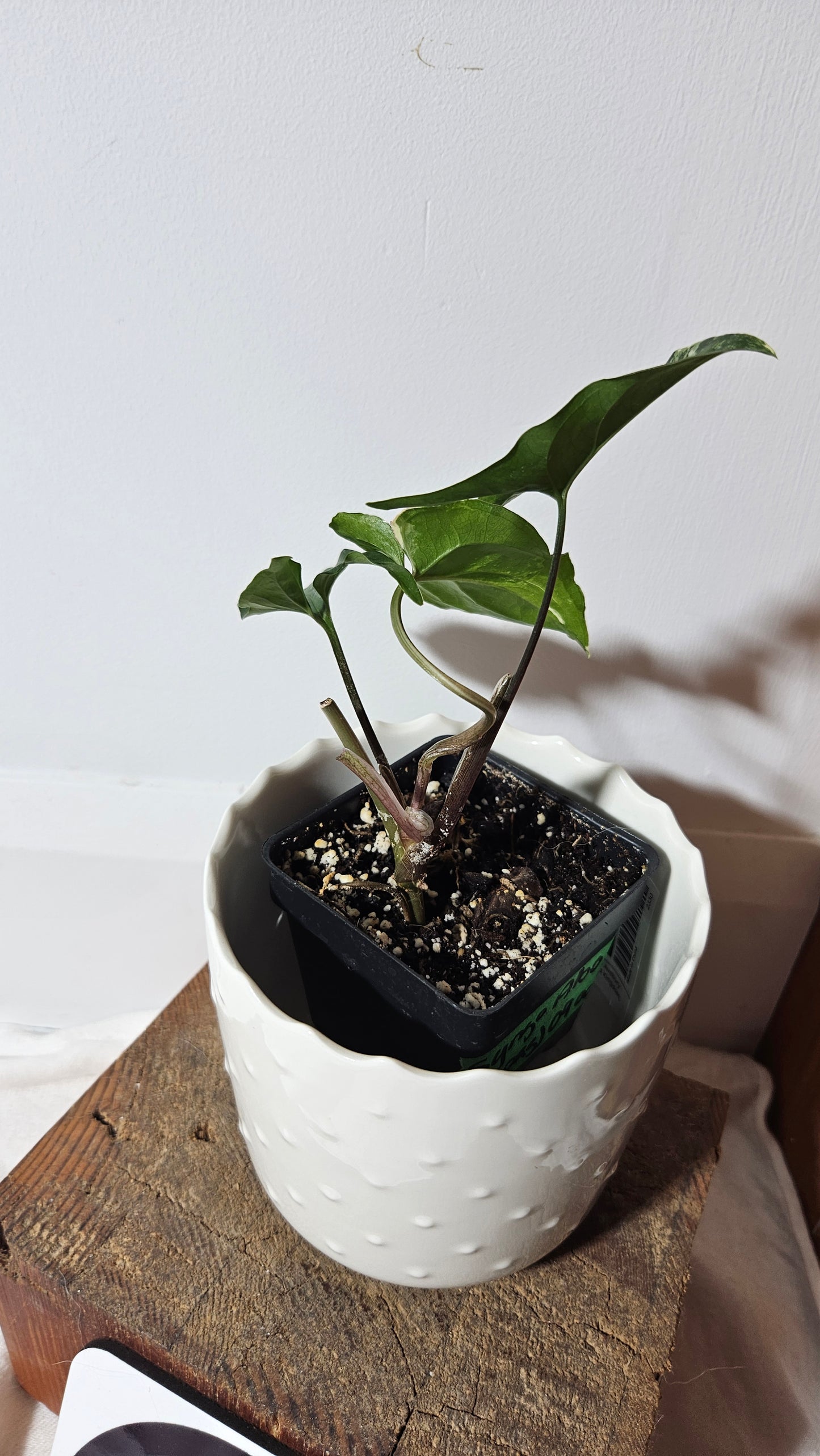 Syngonium Albo (SYN-304)