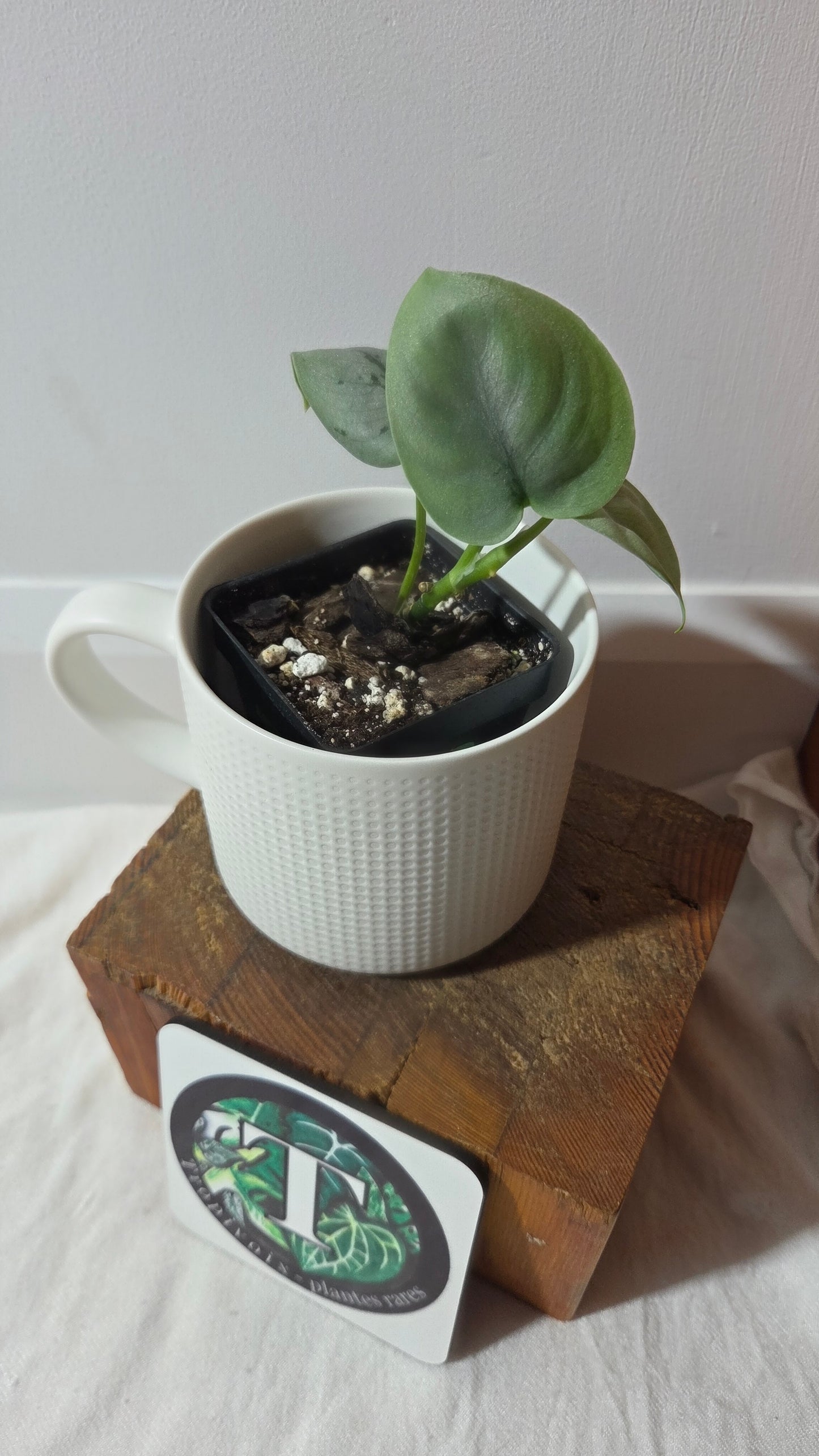 Scindapsus Platinum (SCI-1401)