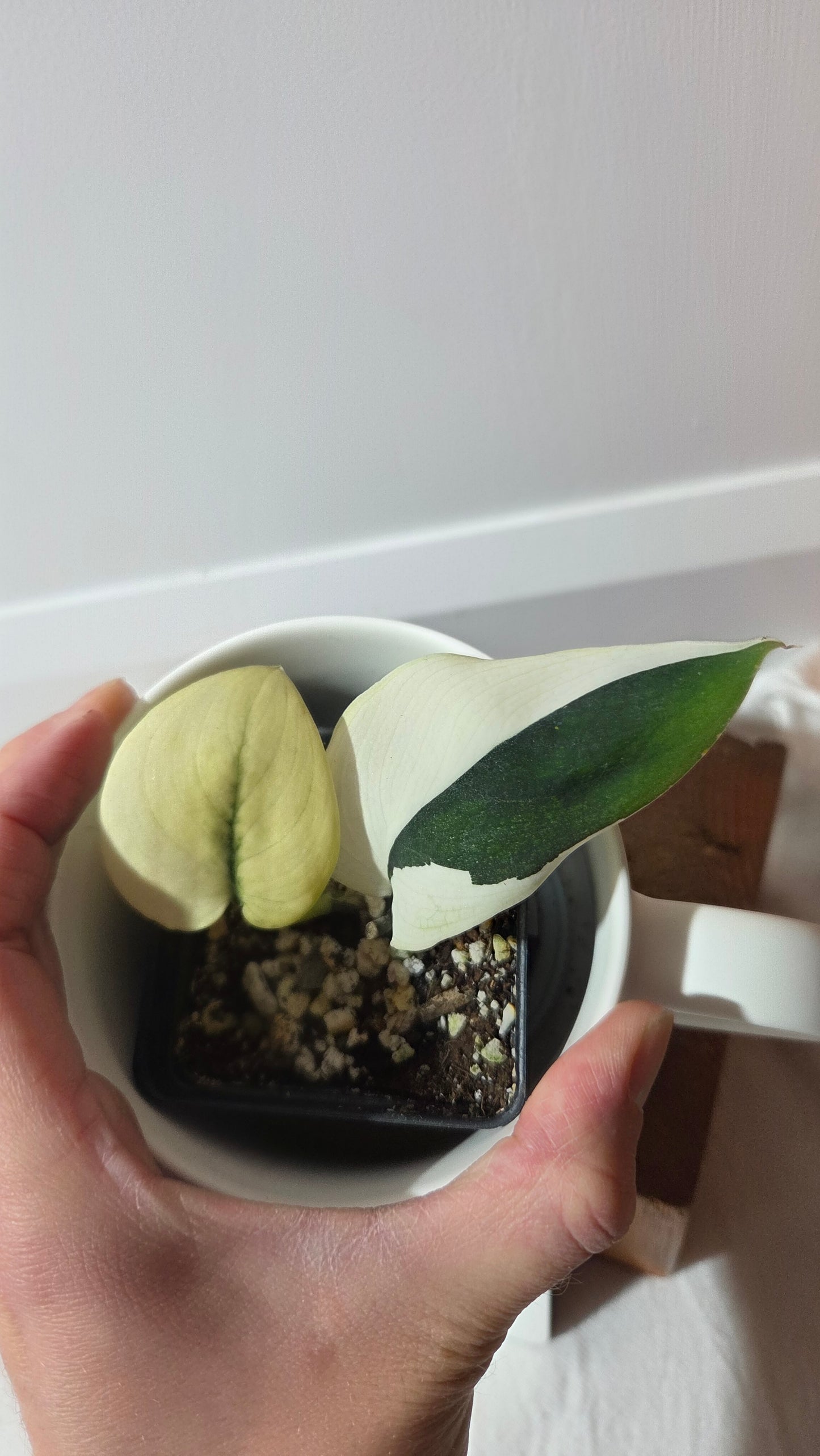 Scindapsus dark Satin Albo (SCI-1421)
