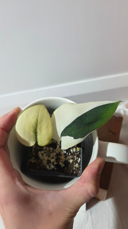 Scindapsus dark Satin Albo (SCI-1421)