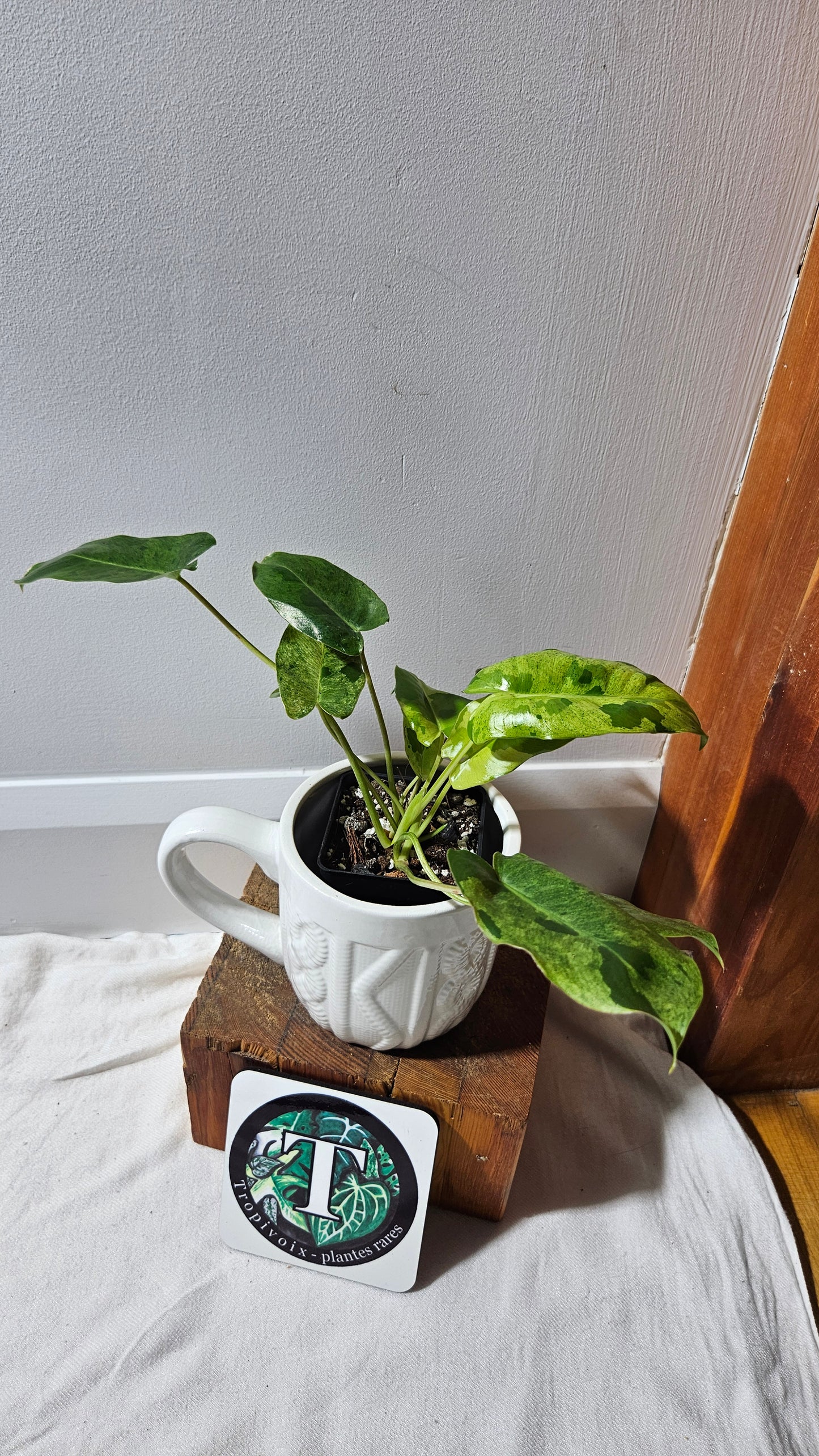 Philodendron BurleMarx Variegata  X Paraiso Verde (PHI-913)