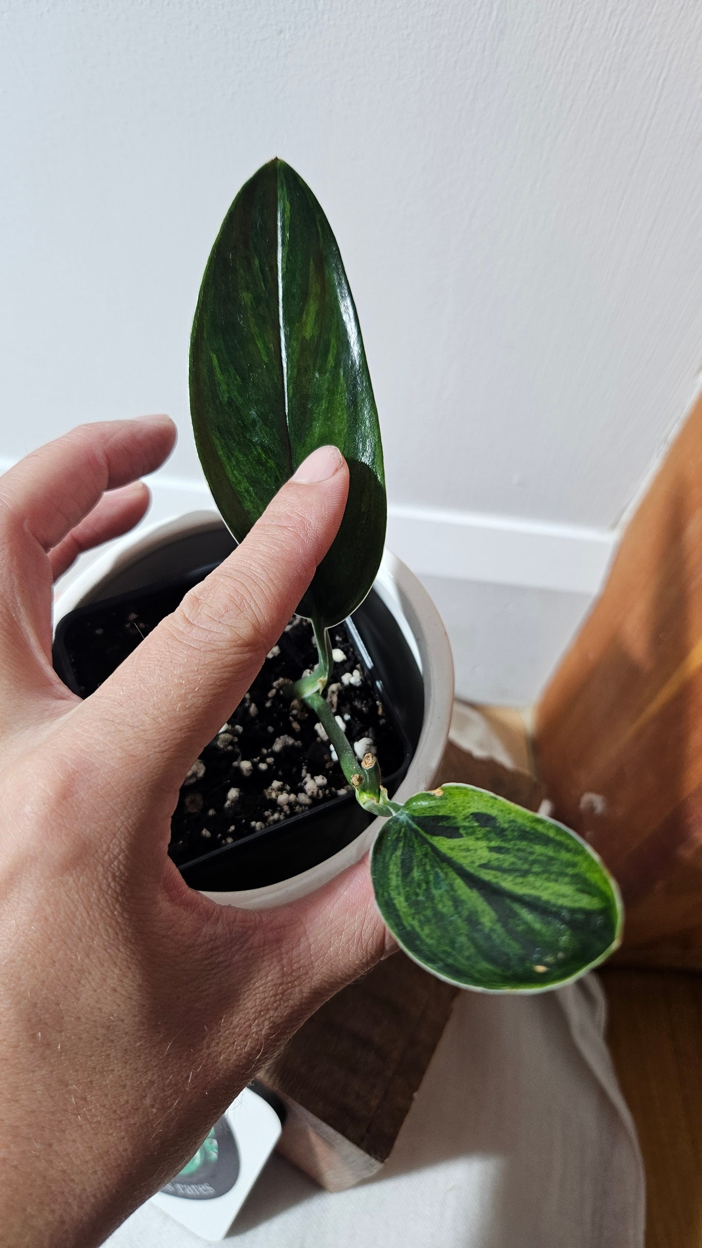 Scindapsus Treubii Dark Form Néon/Mutation (SCI-1273)